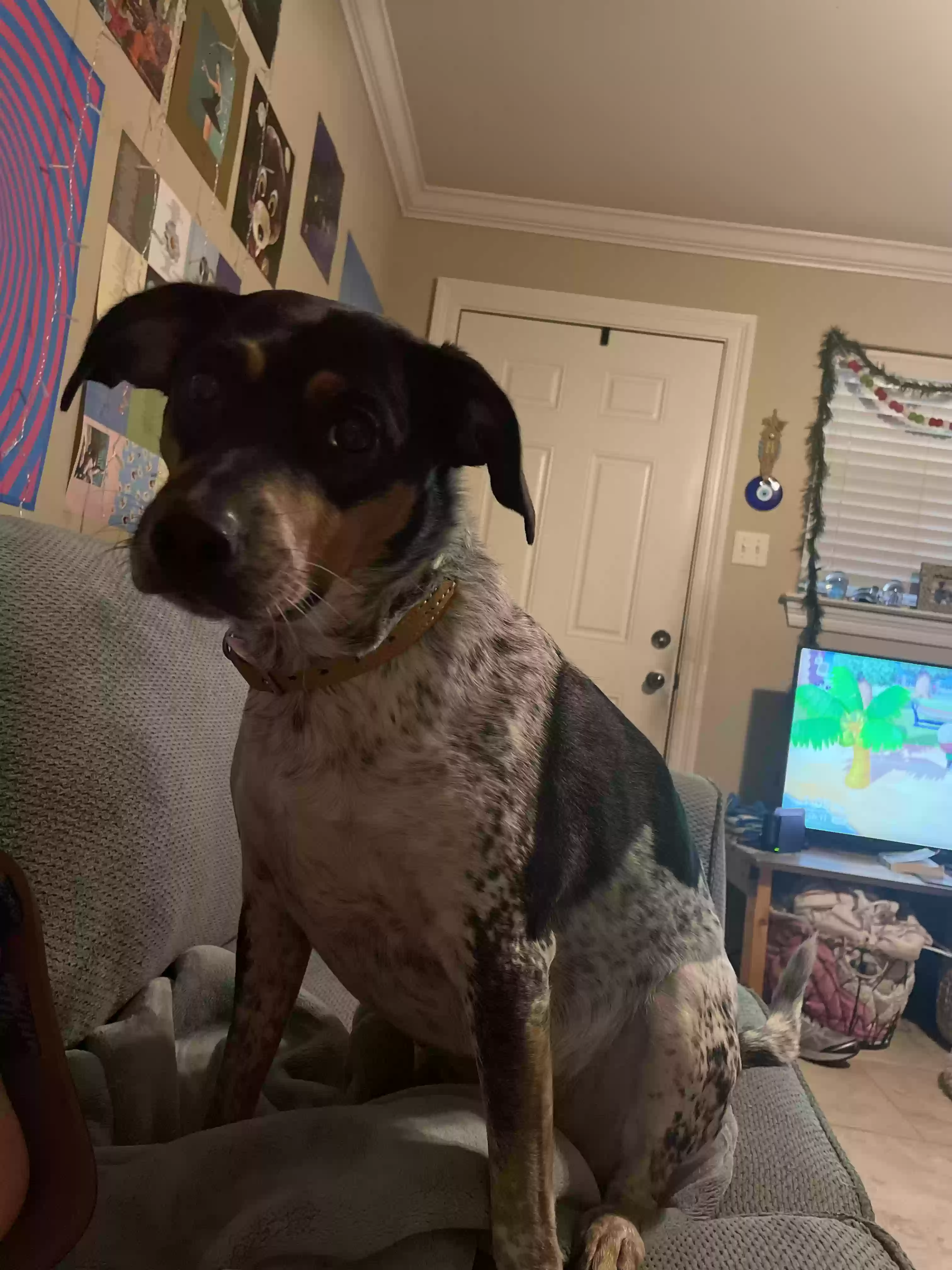 Lost dog in Baton Rouge, LA, 70810