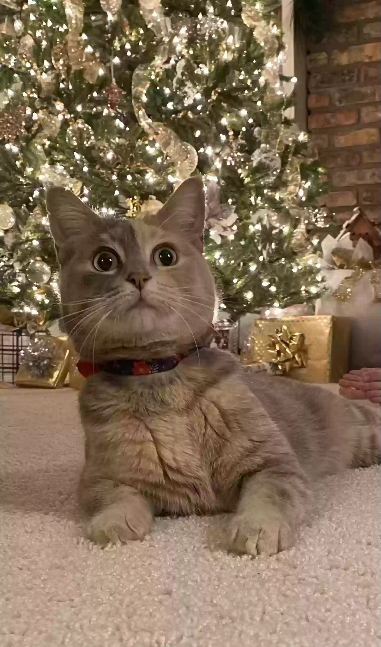 Lost cat in Saginaw, MI, 48603