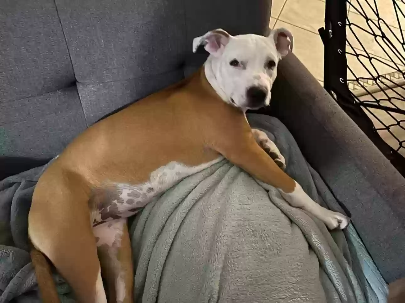 Lost dog in Buckeye, AZ, 85326
