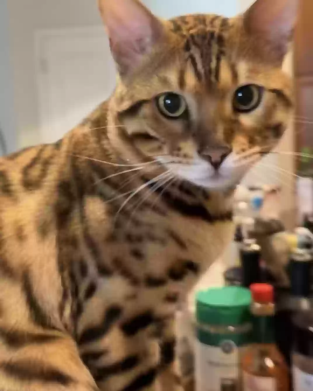 Lost cat in Windermere, FL, 34786