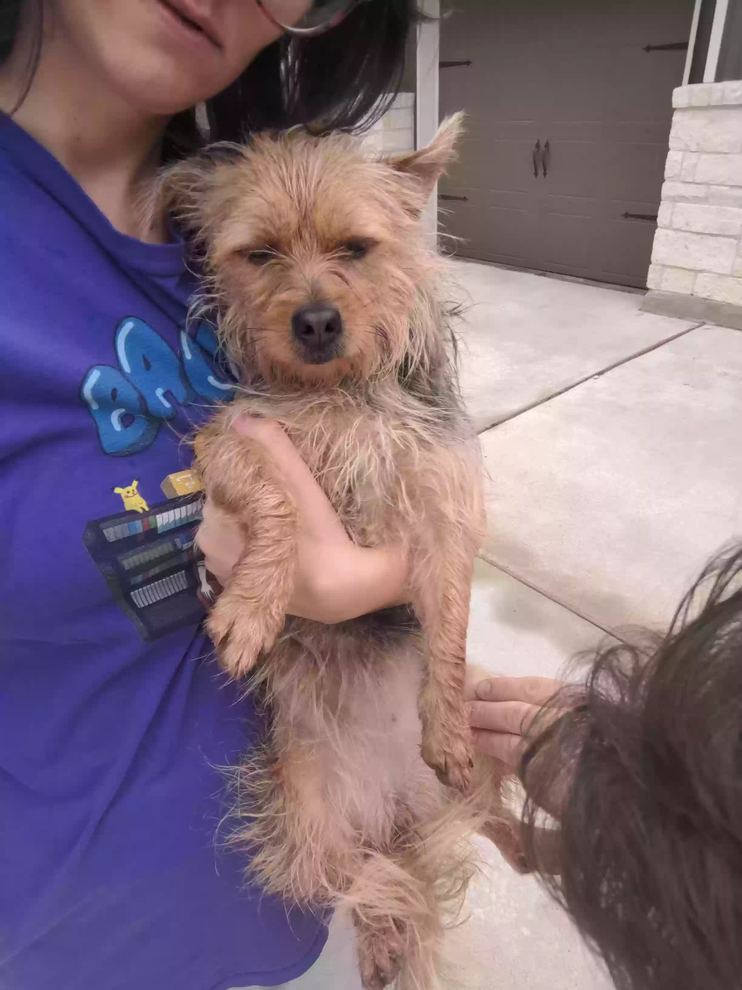 Found dog in Leander, TX, 78641
