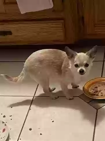 Lost dog in Morgantown, WV, 26501
