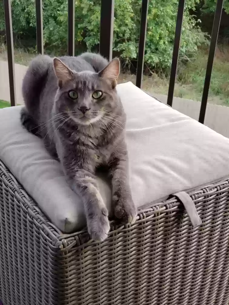 Lost cat in Wichita, KS, 67205