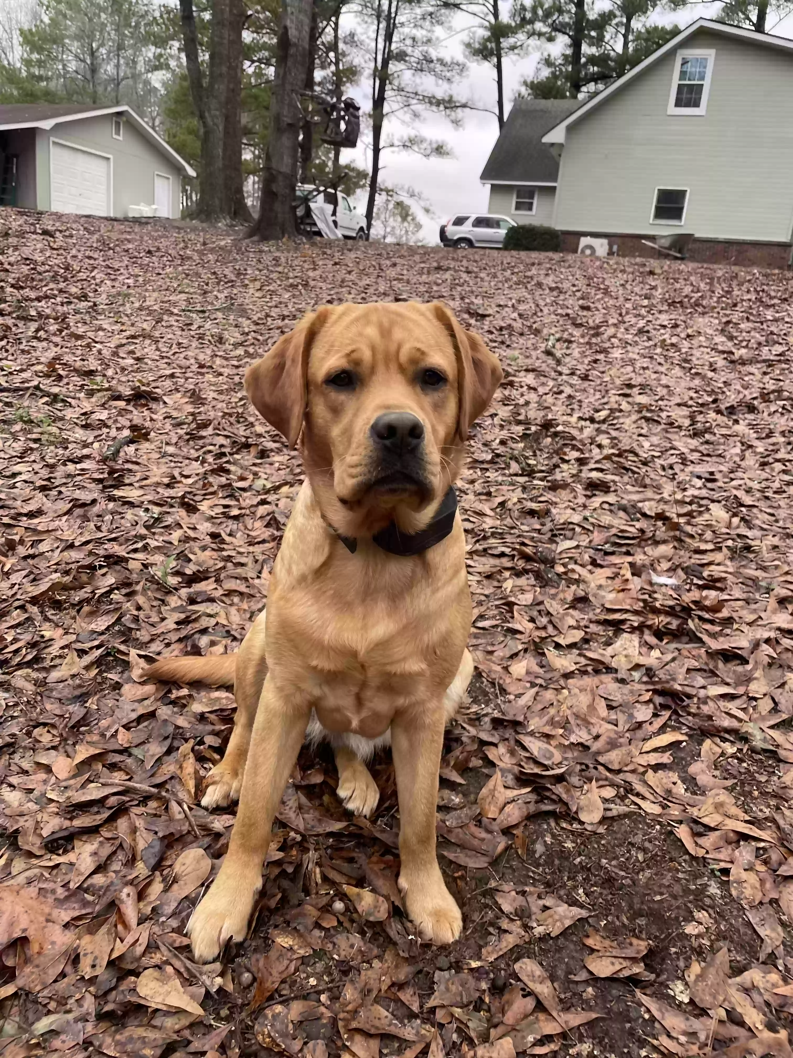 Lost dog in Eufaula, AL, 36027
