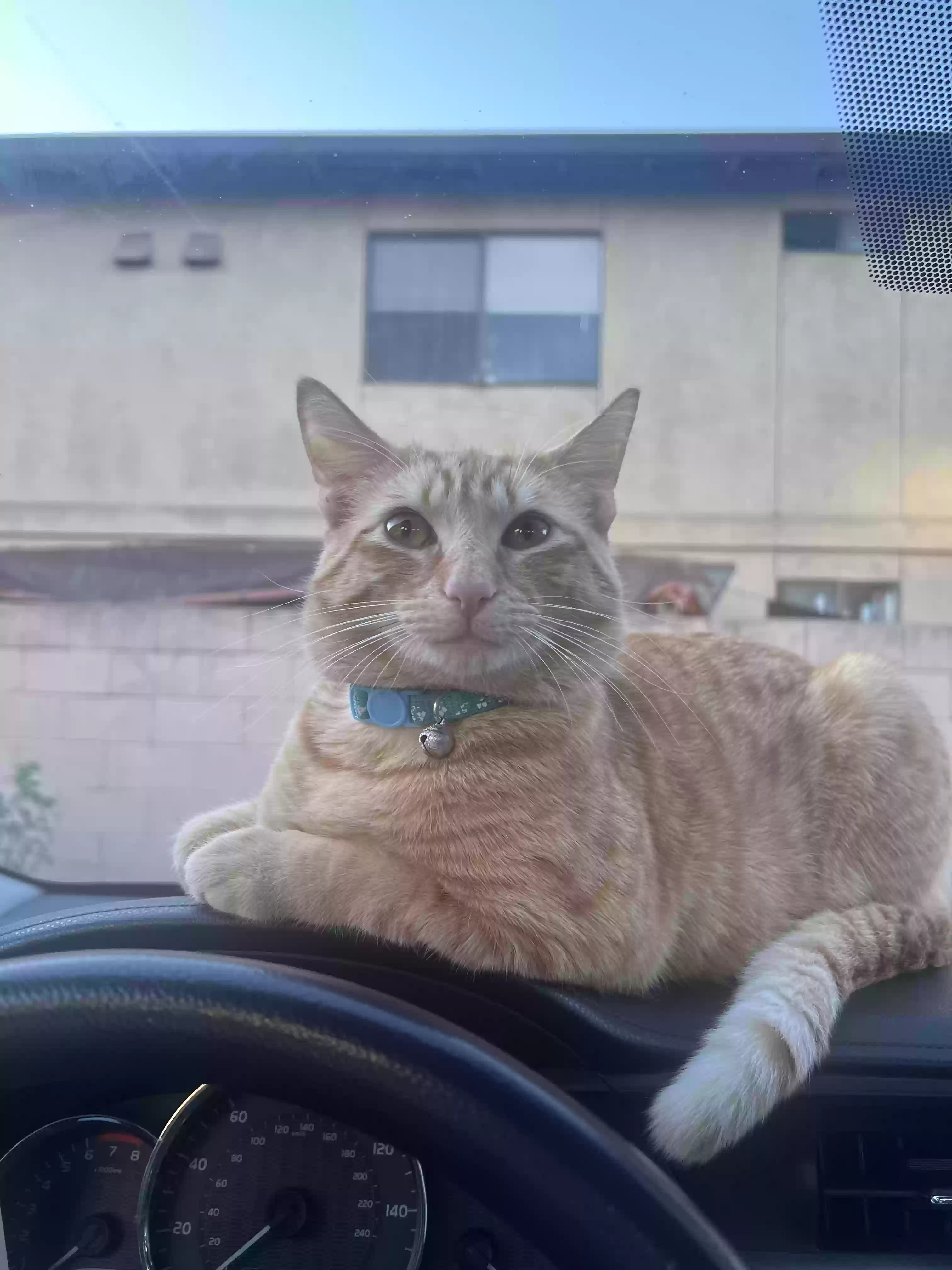 Lost cat in Salinas, CA, 93905