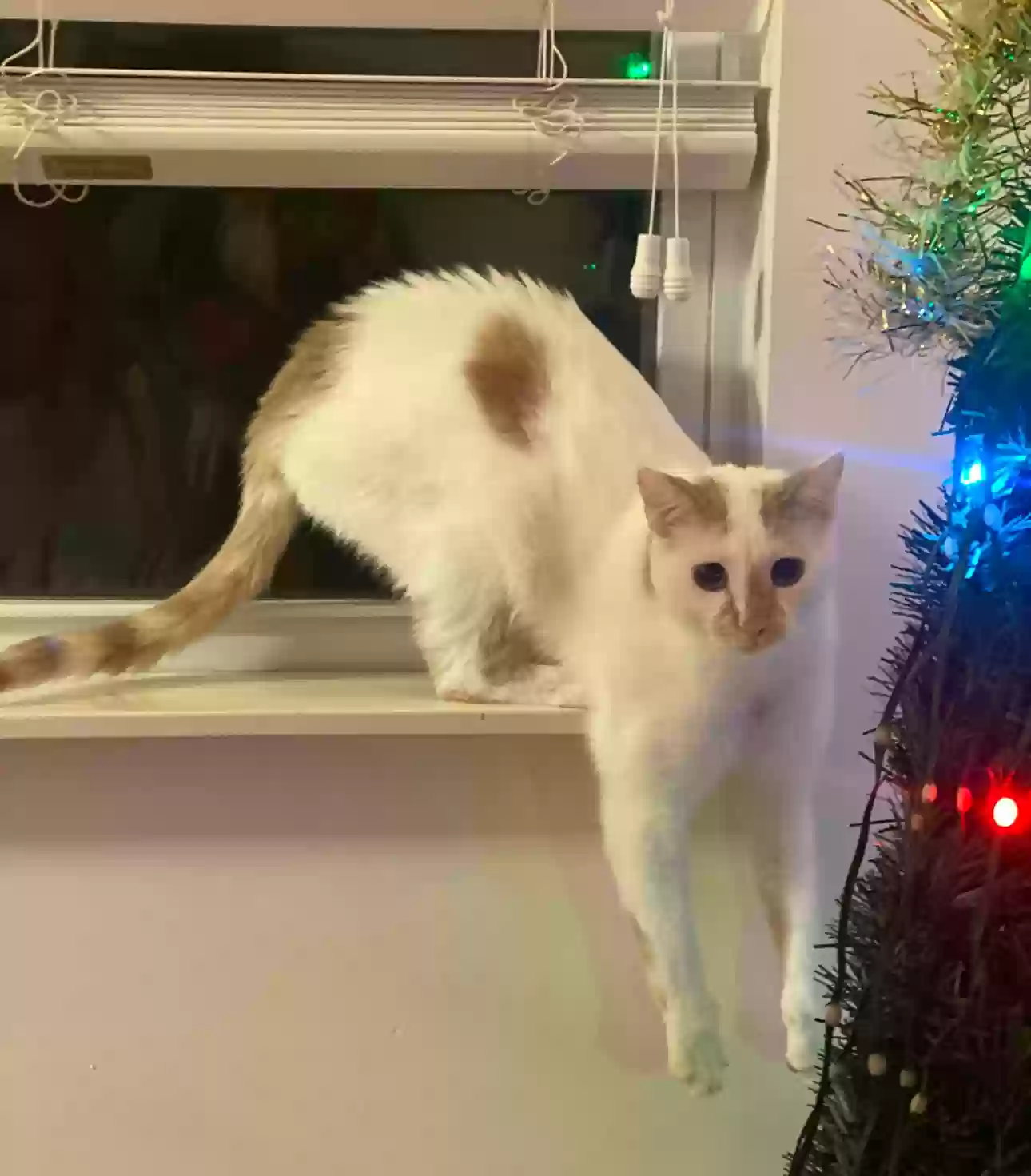 Lost cat in Hendersonville, TN, 37075
