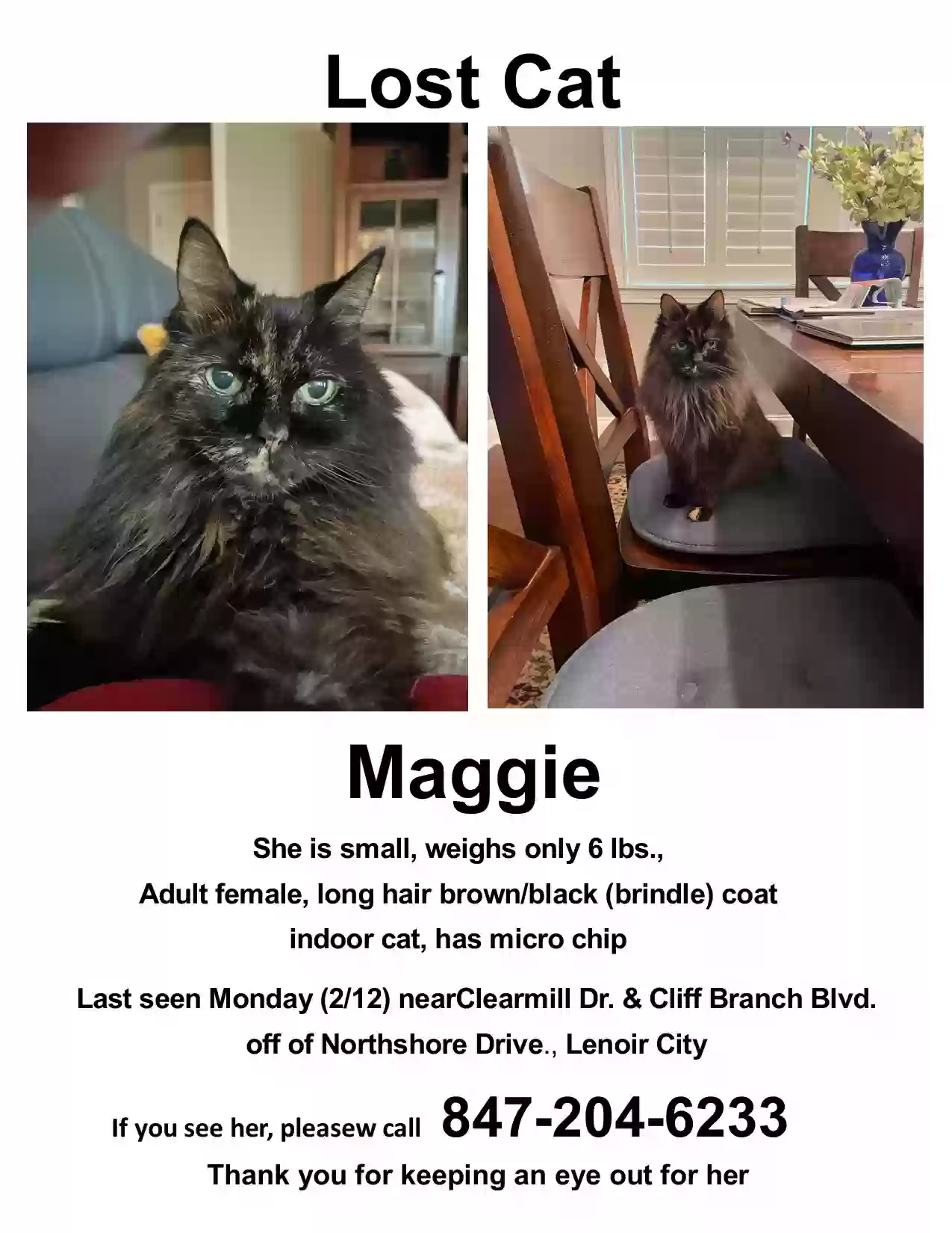 Lost cat in Lenoir City, TN, 37772