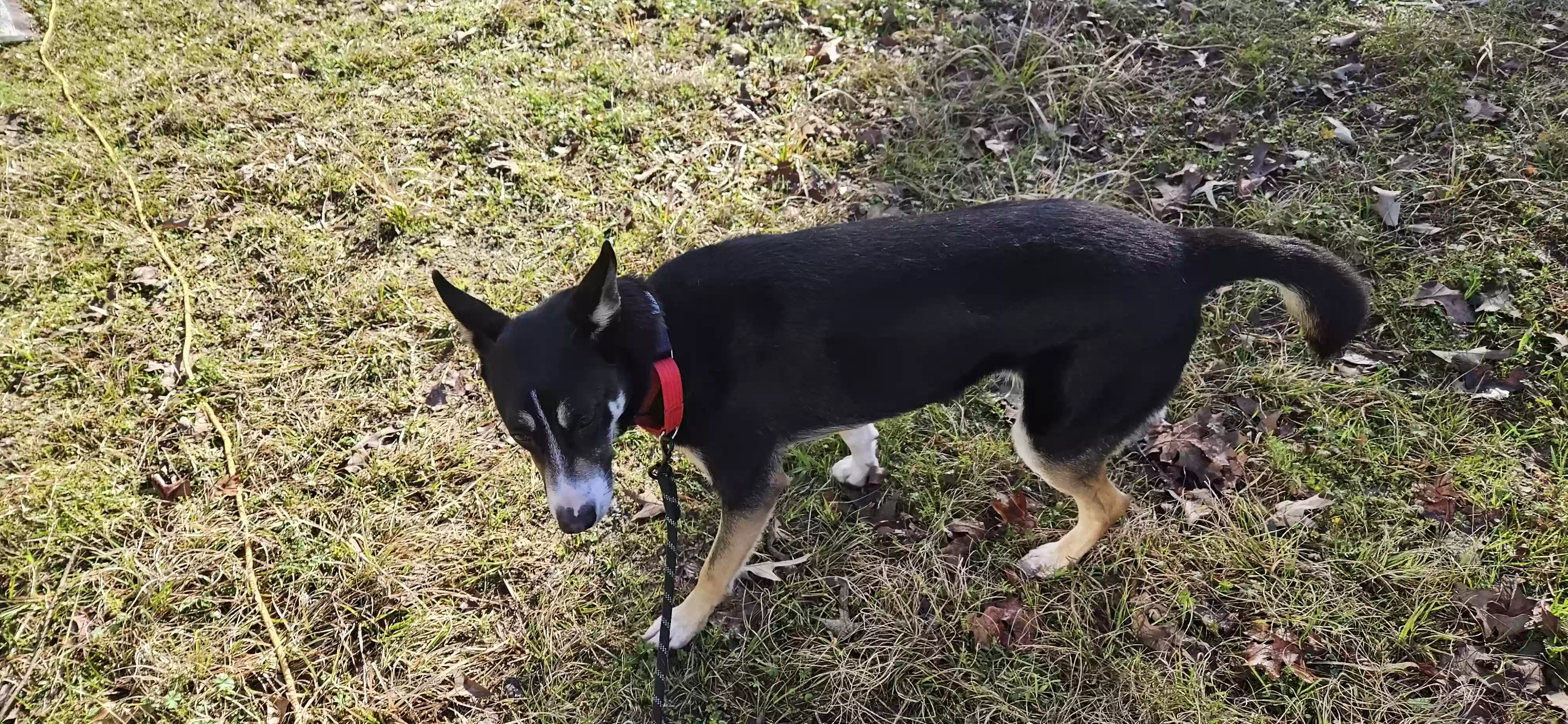 Lost dog in Magnolia, TX, 77354