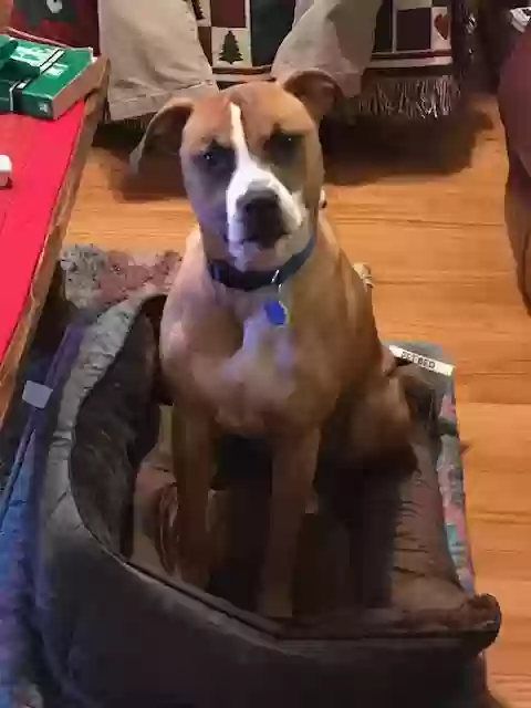 Lost dog in Easley, SC, 29640