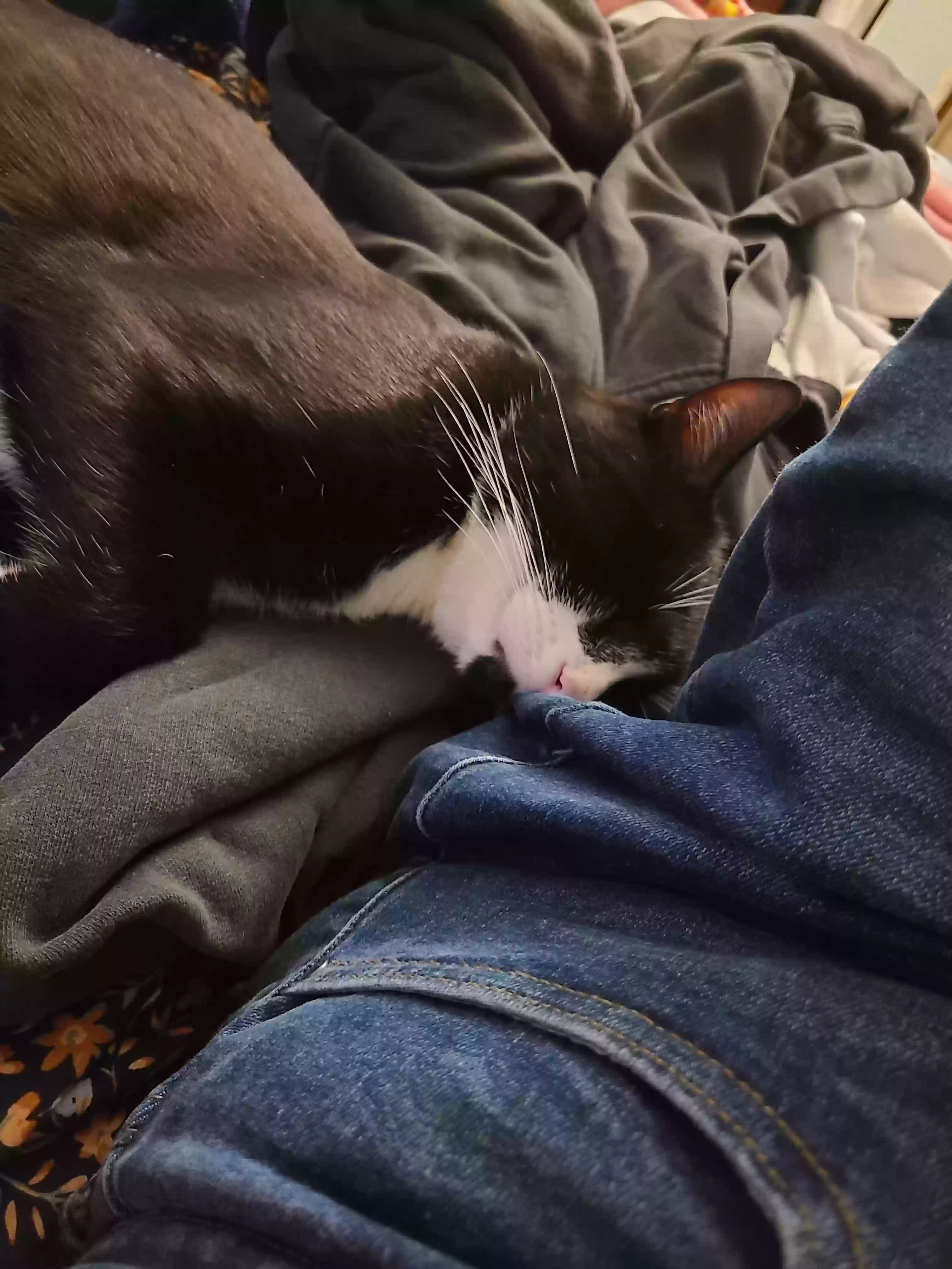 Lost cat in Garden Grove, CA, 92840