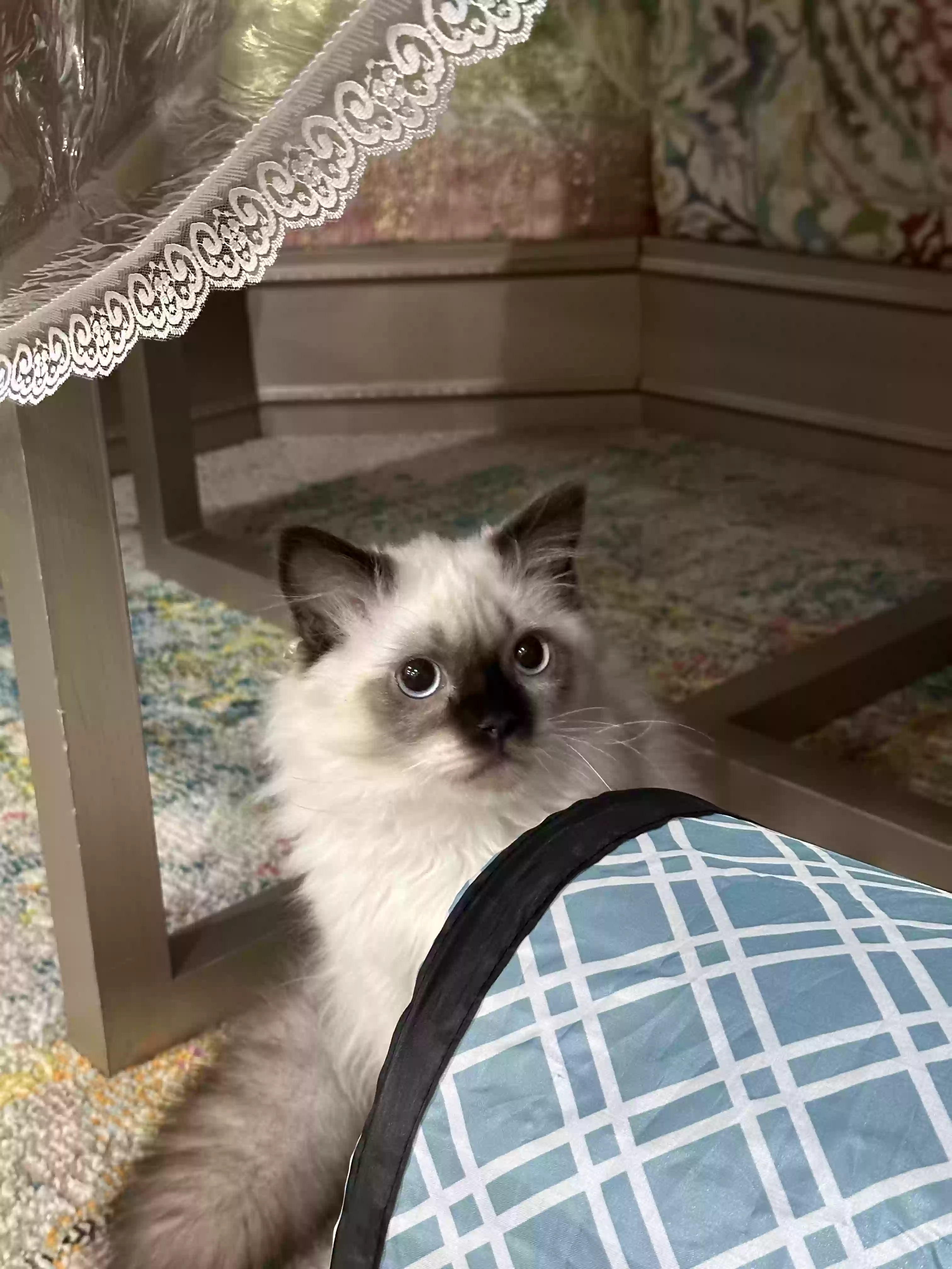 Lost cat in Gainesville, VA, 20155