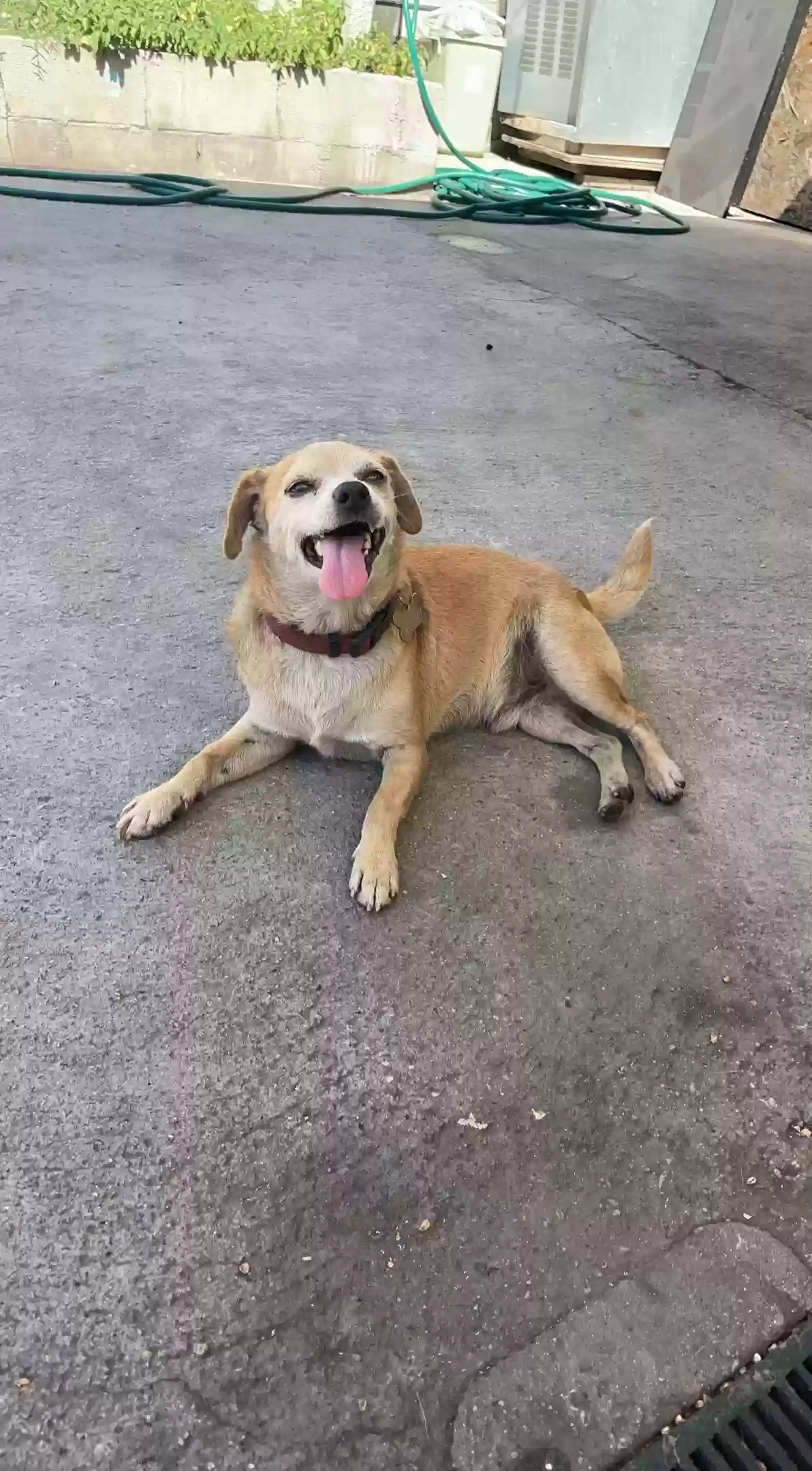 Lost dog in Los Angeles, CA, 90047