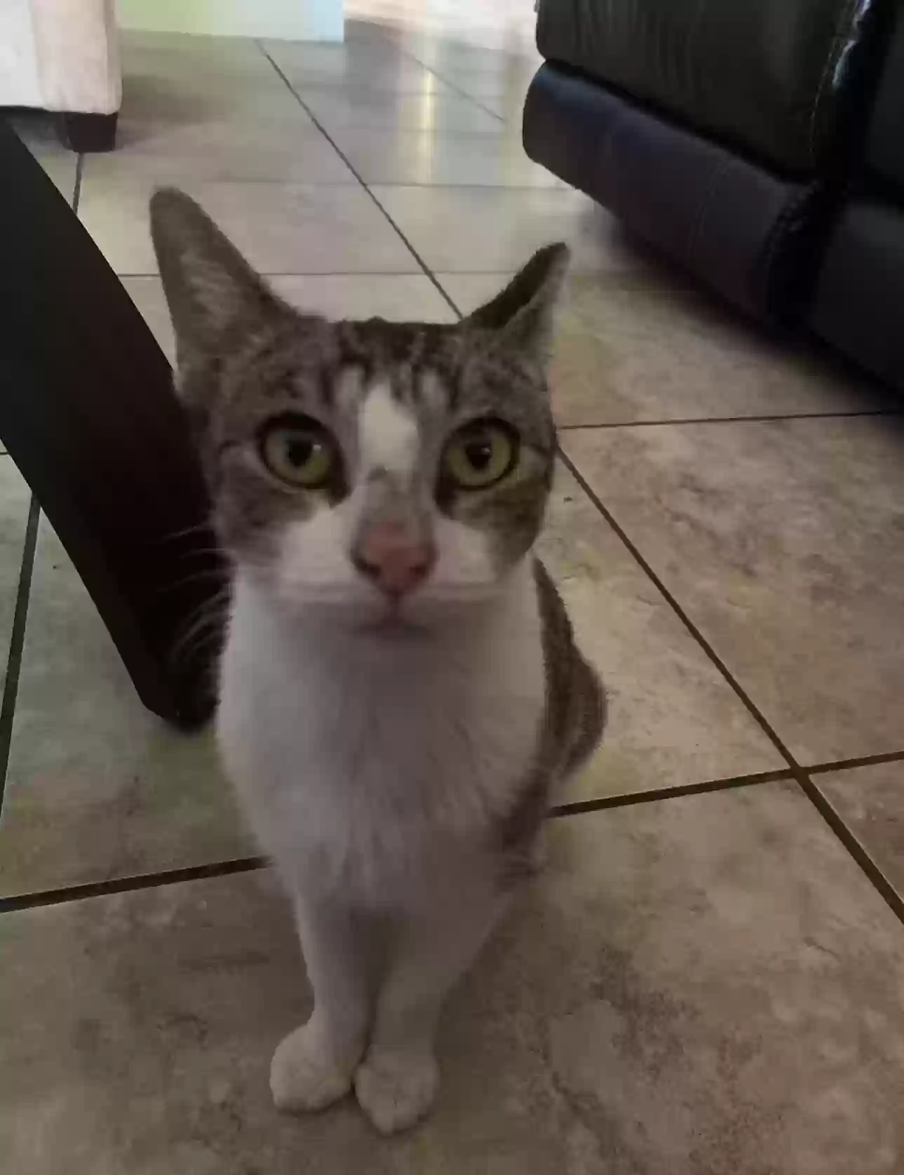 Lost cat in Lehigh Acres, FL, 33936