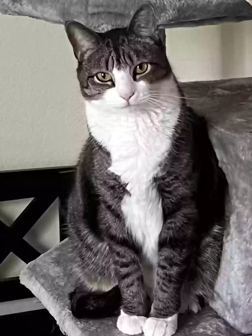 Lost cat in Tampa, FL, 33626