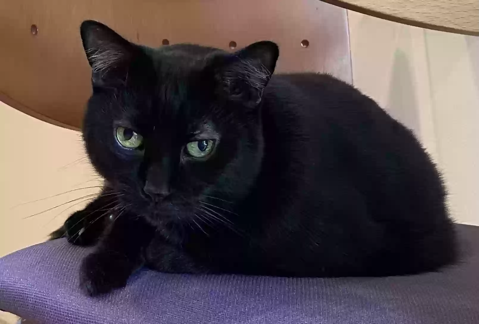 Lost cat in Fort Lauderdale, FL, 33321