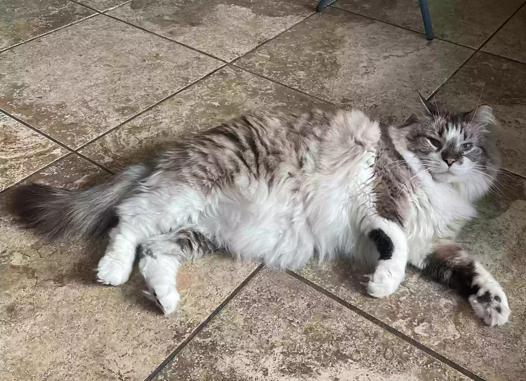 Lost cat in Kuna, ID, 83634