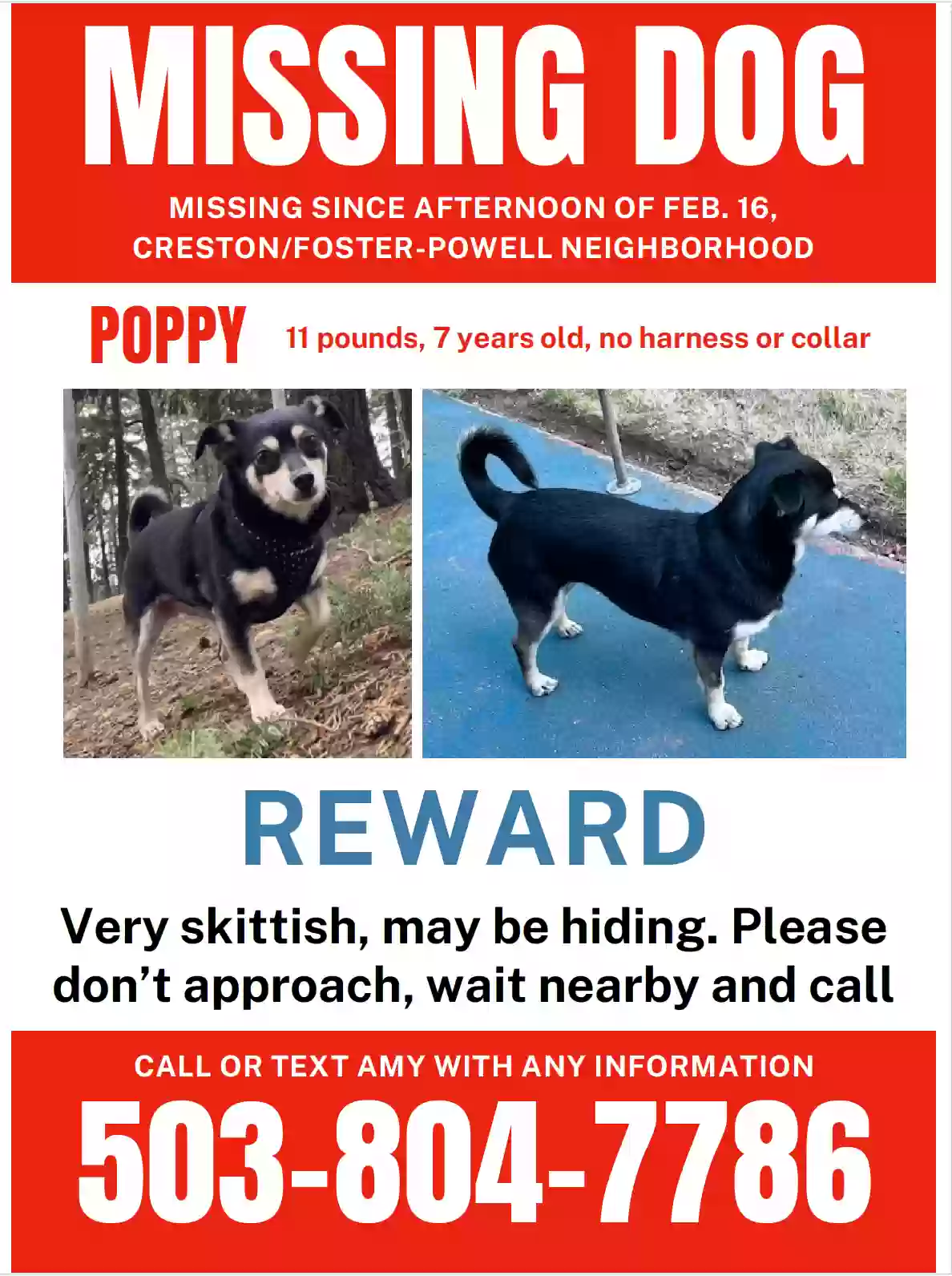 Lost dog in Portland, OR, 97206