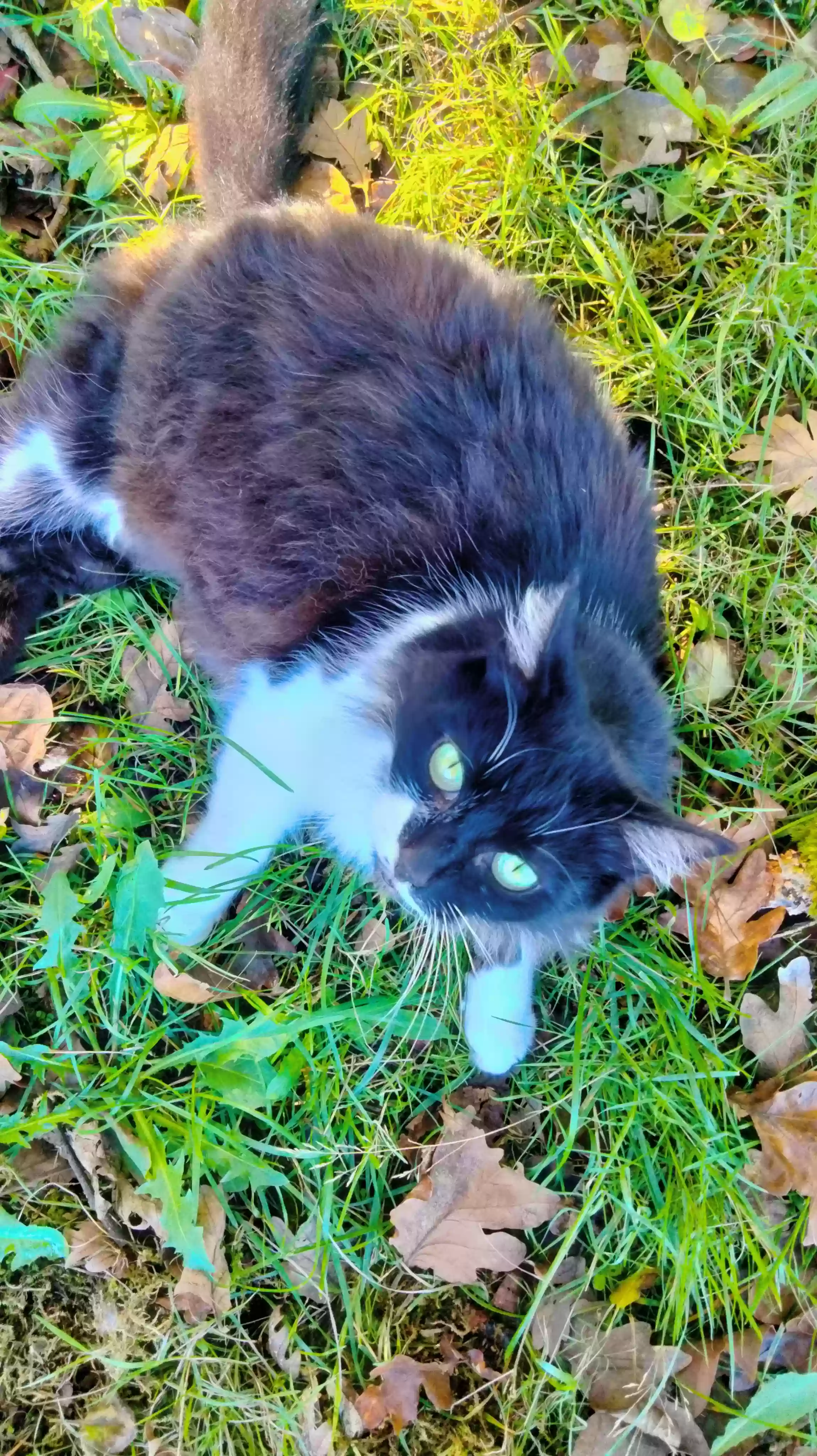 Lost cat in Tacoma, WA, 98444