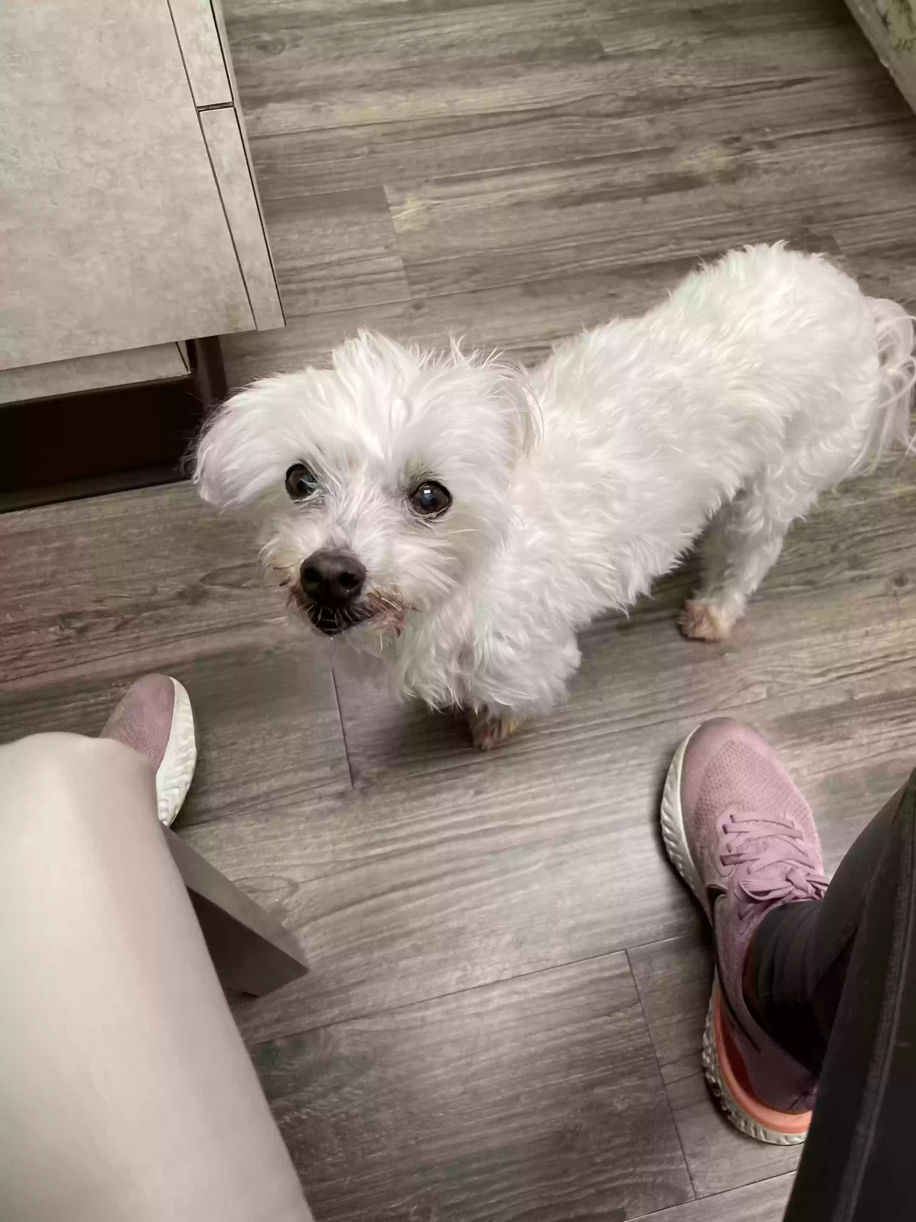 Lost dog in Madison, TN, 37115