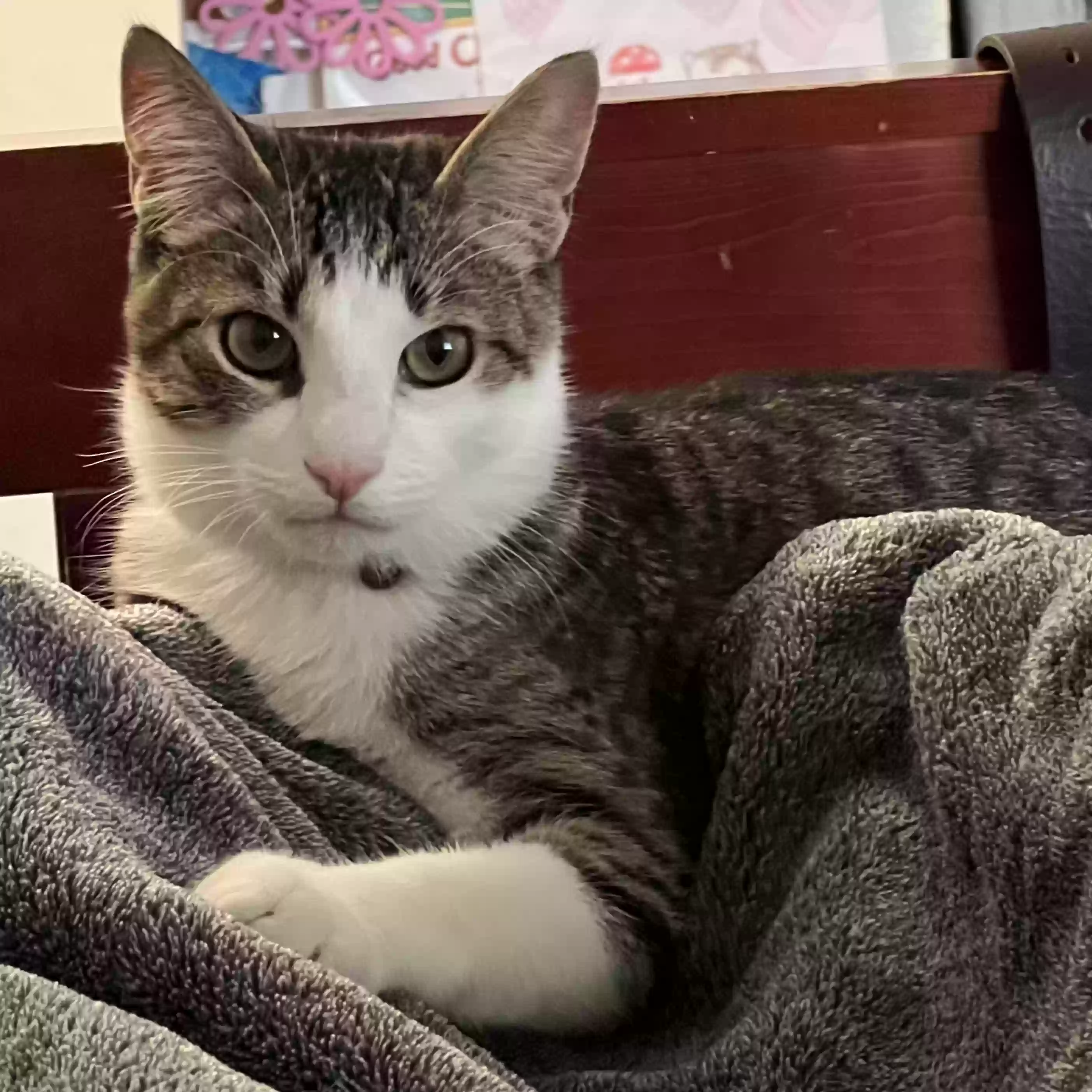 Lost cat in Tucson, AZ, 85711