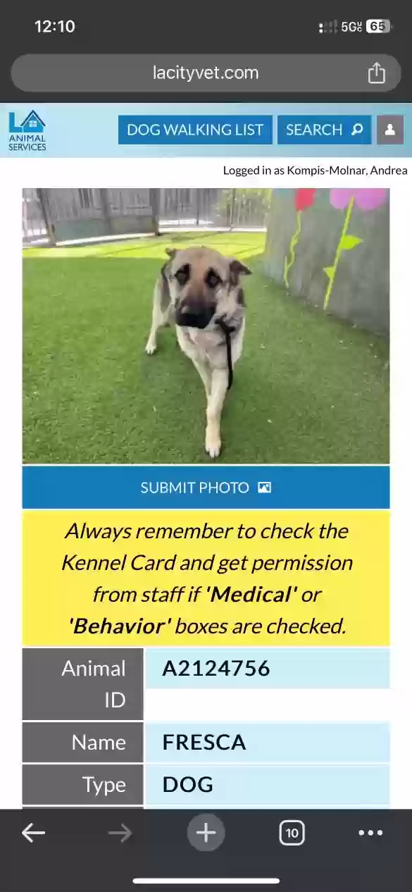 Lost dog in Van Nuys, CA, 91406