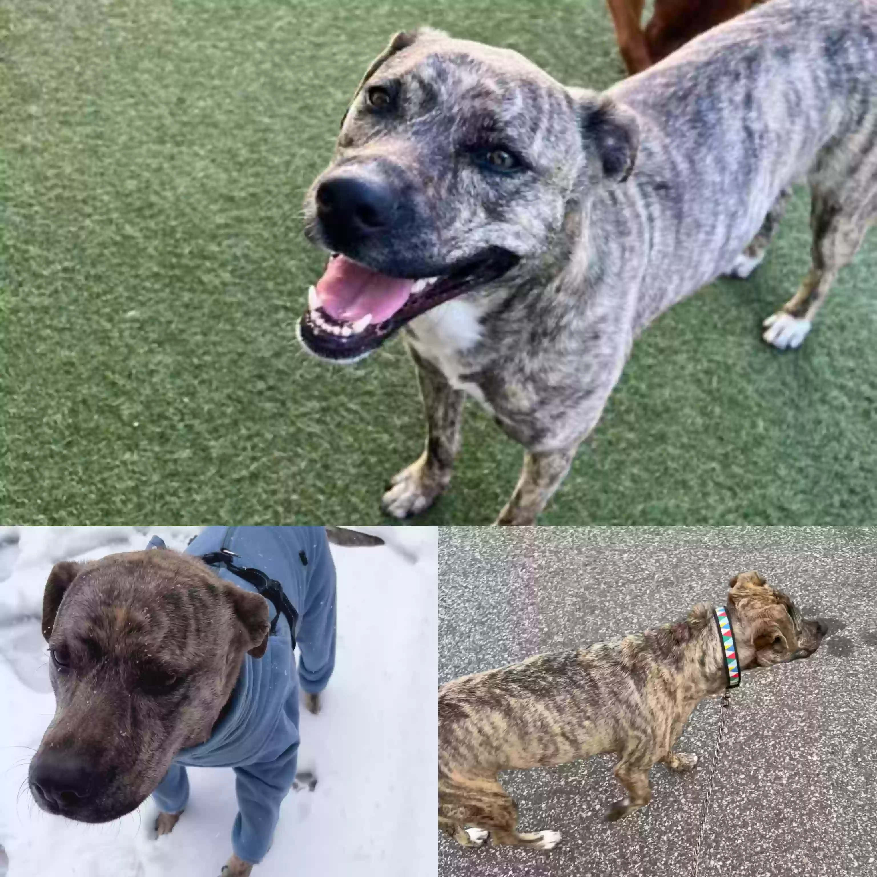 Lost dog in Wyandanch, NY, 11798