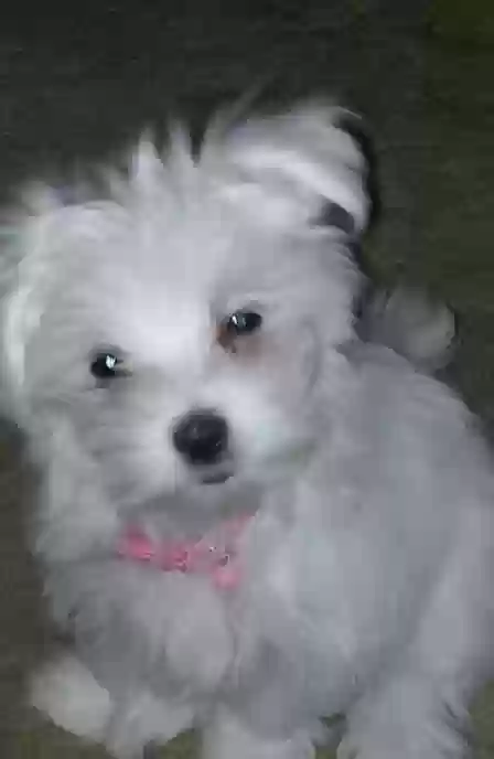 Lost dog in Purcell, OK, 73080