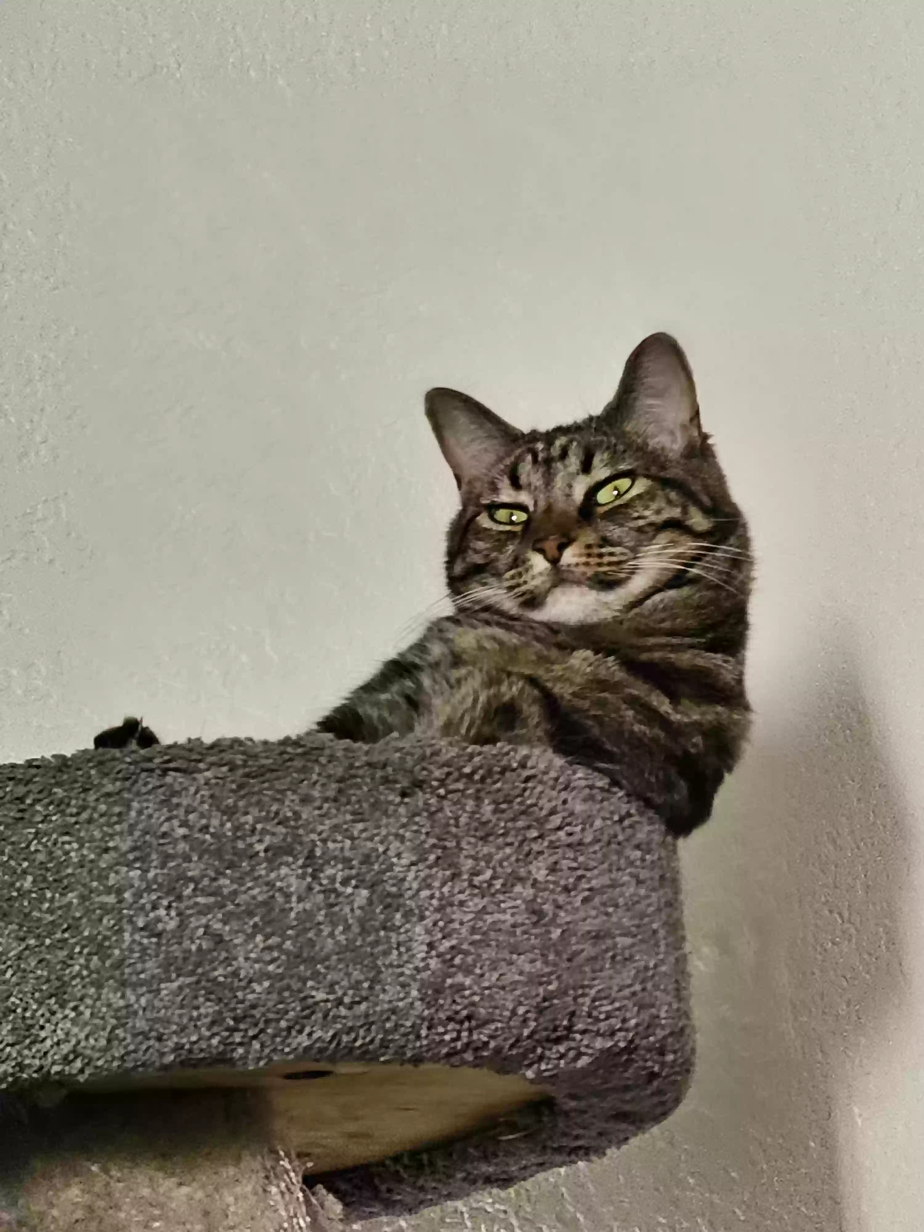 Lost cat in Albuquerque, NM, 87109