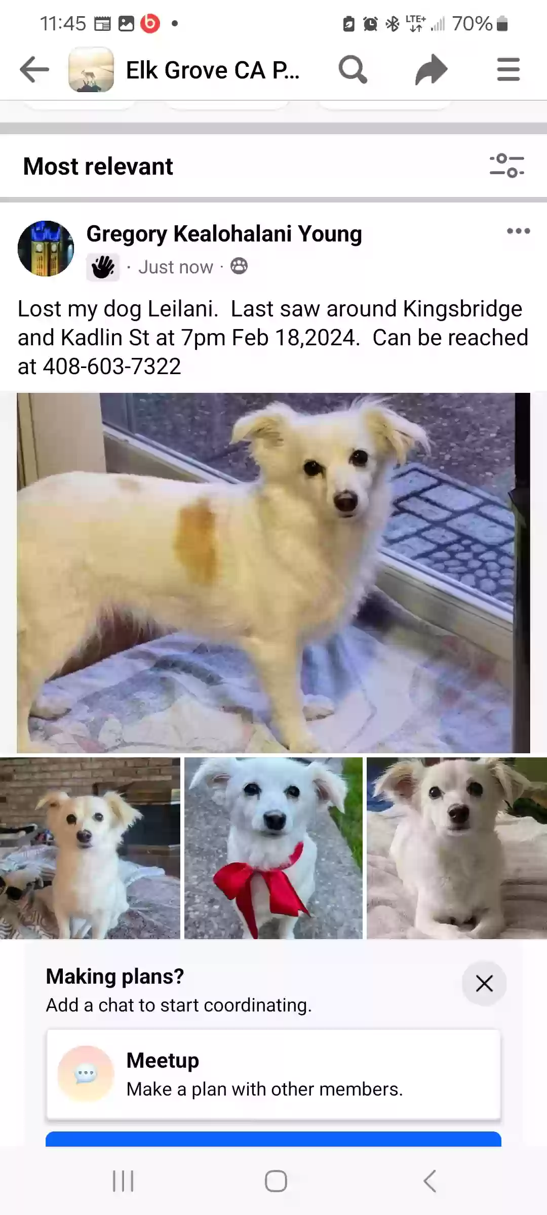 Lost dog in Sacramento, CA, 95829
