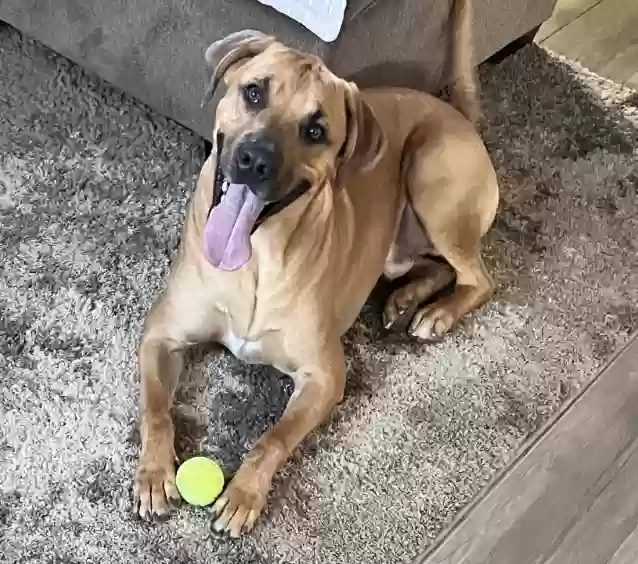 Lost dog in Corona, CA, 92882