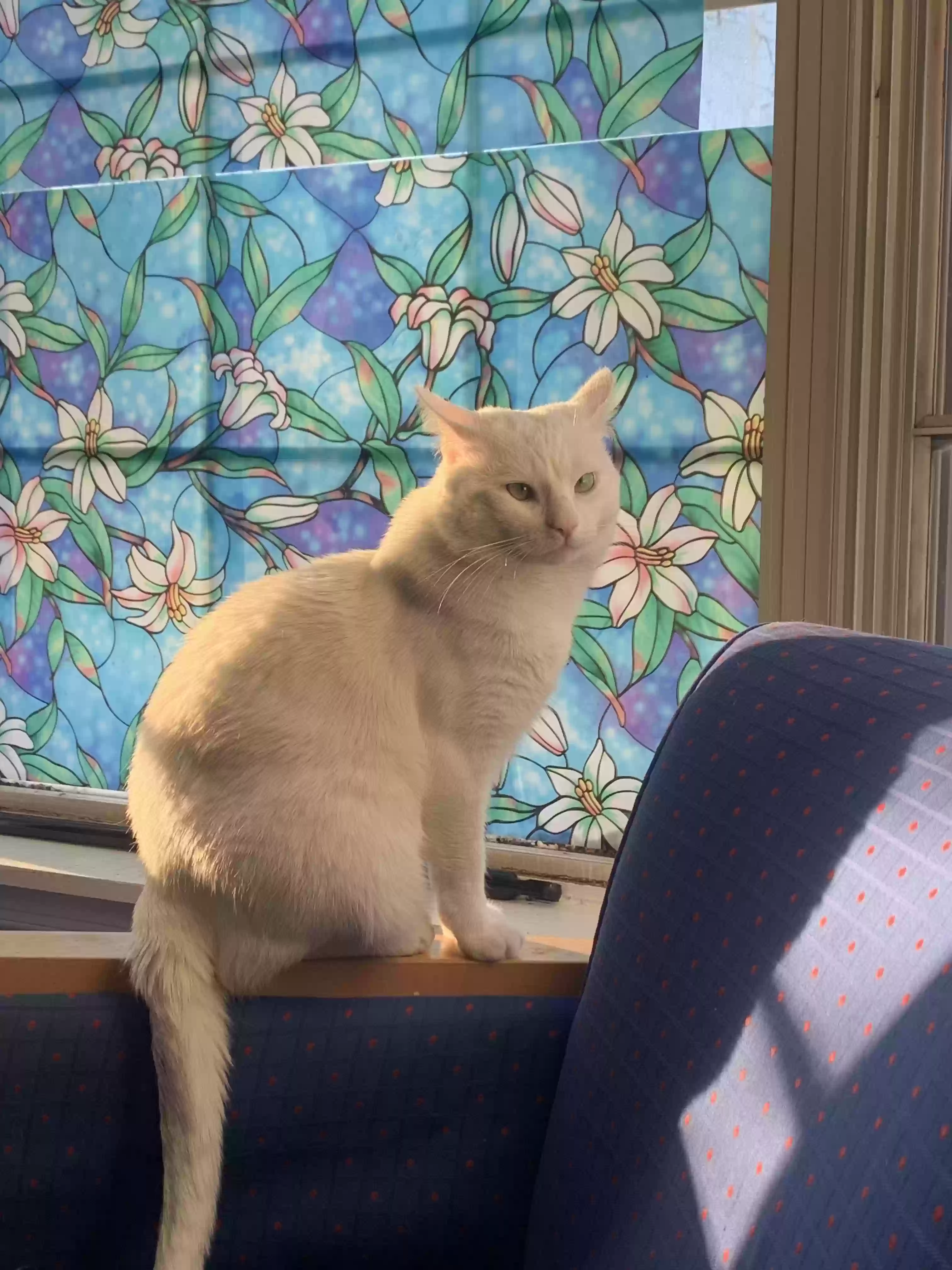 Lost cat in Gaithersburg, MD, 20879
