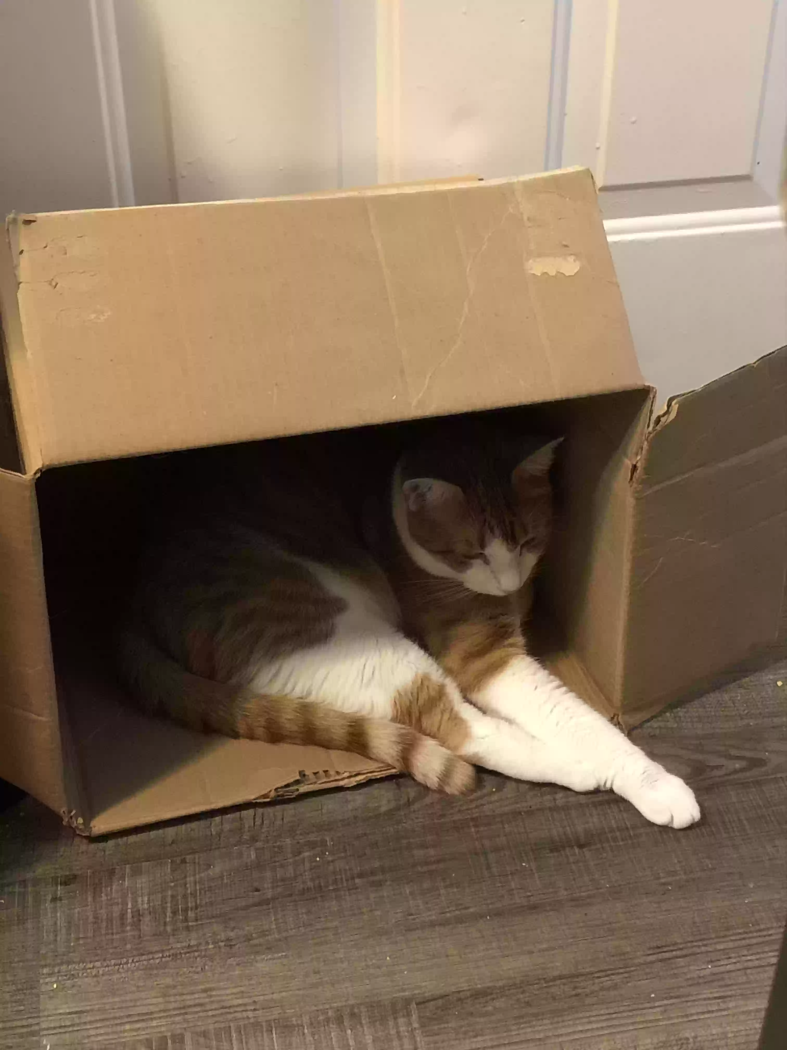 Lost cat in Matthews, NC, 28104