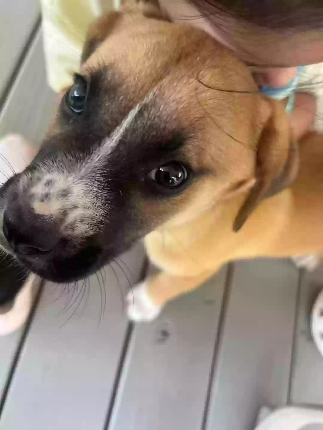 Found dog in Splendora, TX, 77372