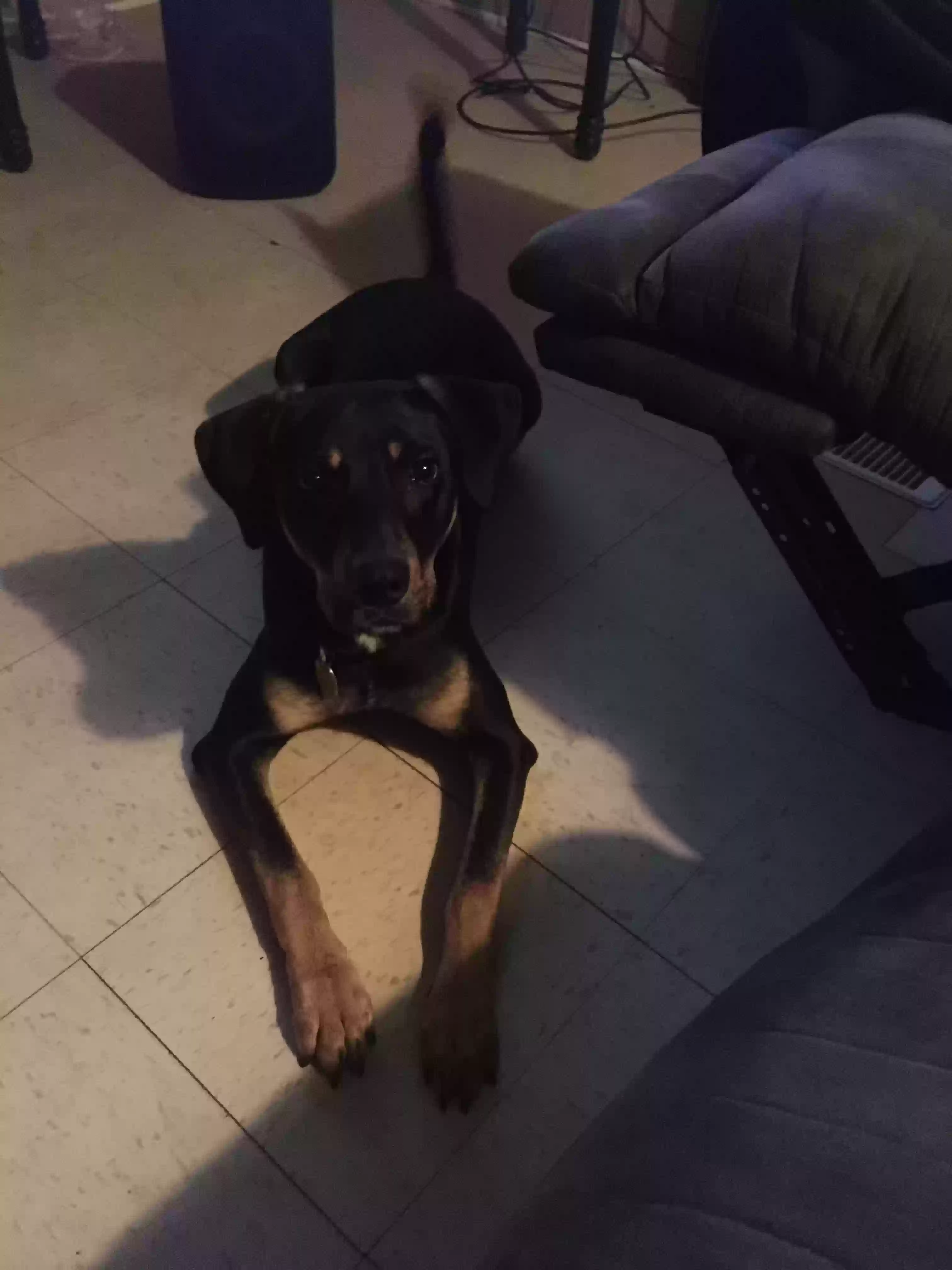 Lost dog in Tallahassee, FL, 32305