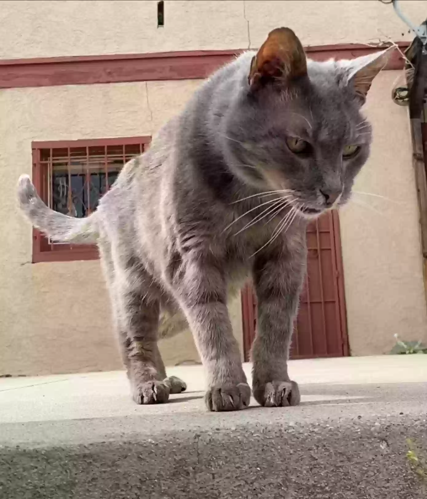 Lost cat in Los Angeles, CA, 90029