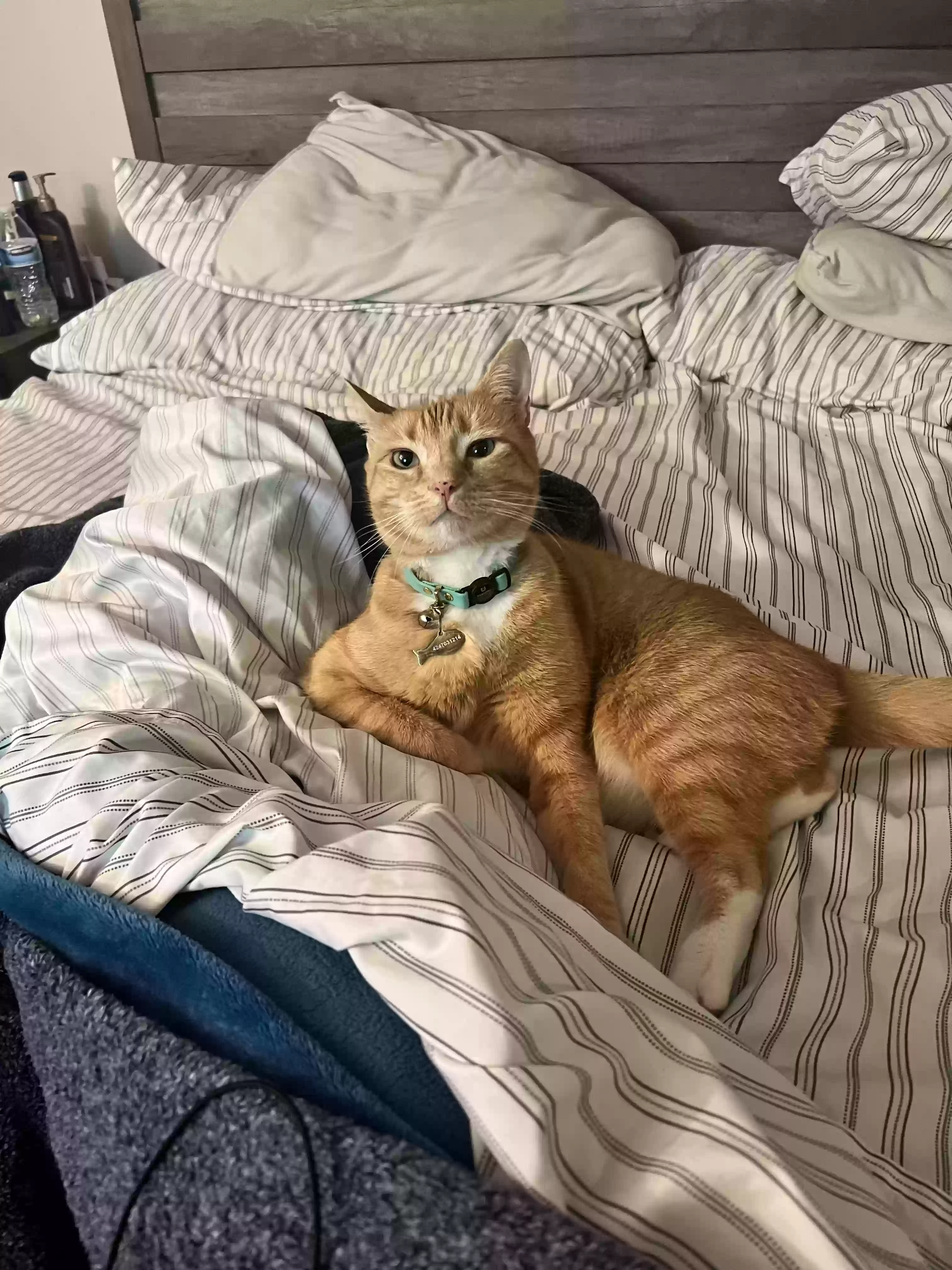 Lost cat in Cypress, CA, 90630