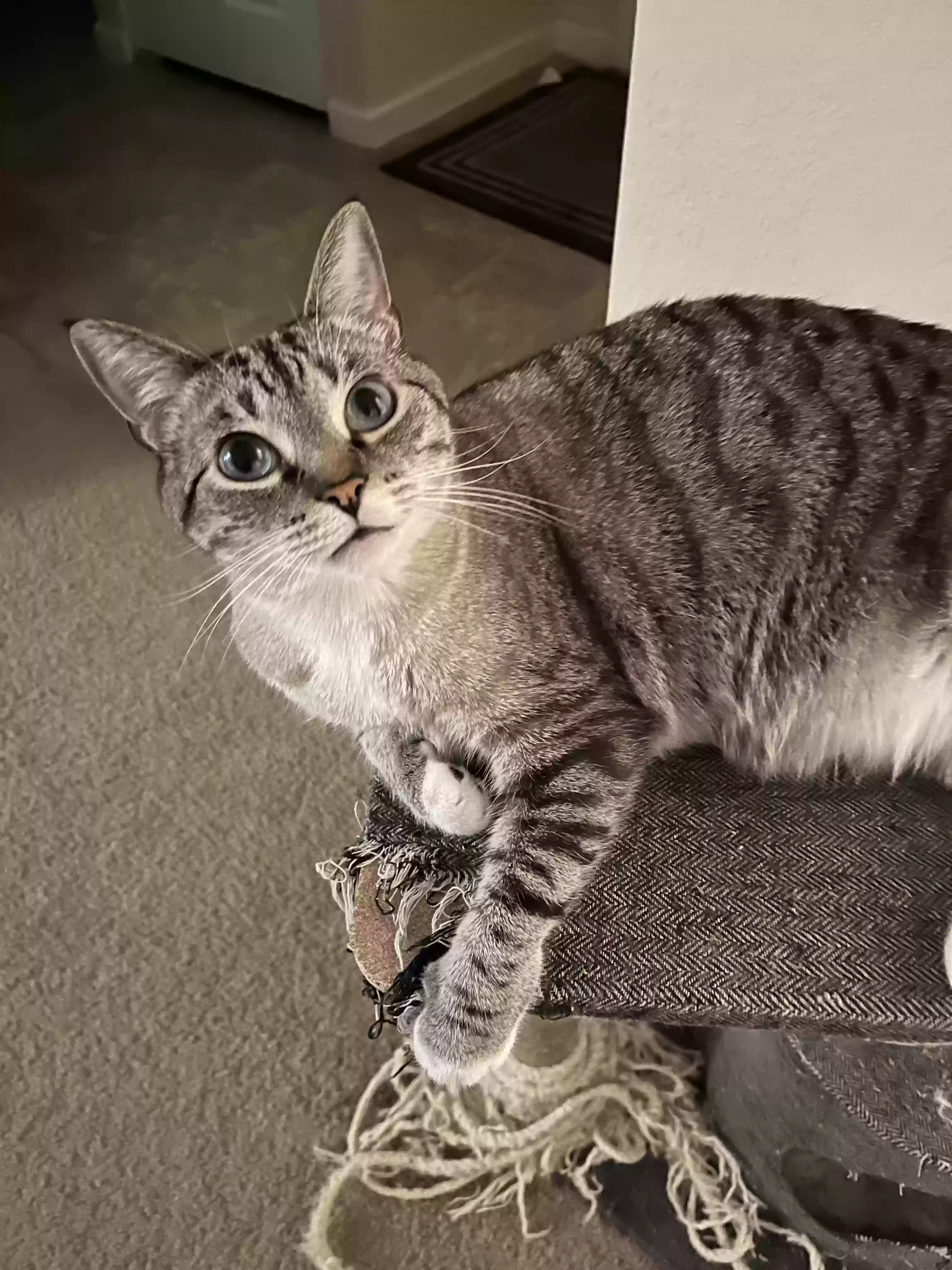 Lost cat in Billingsley, AL, 36006