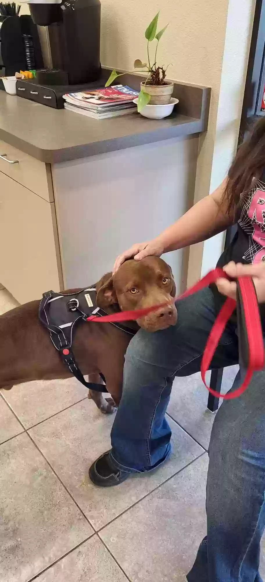 Found dog in Phoenix, AZ, 85051