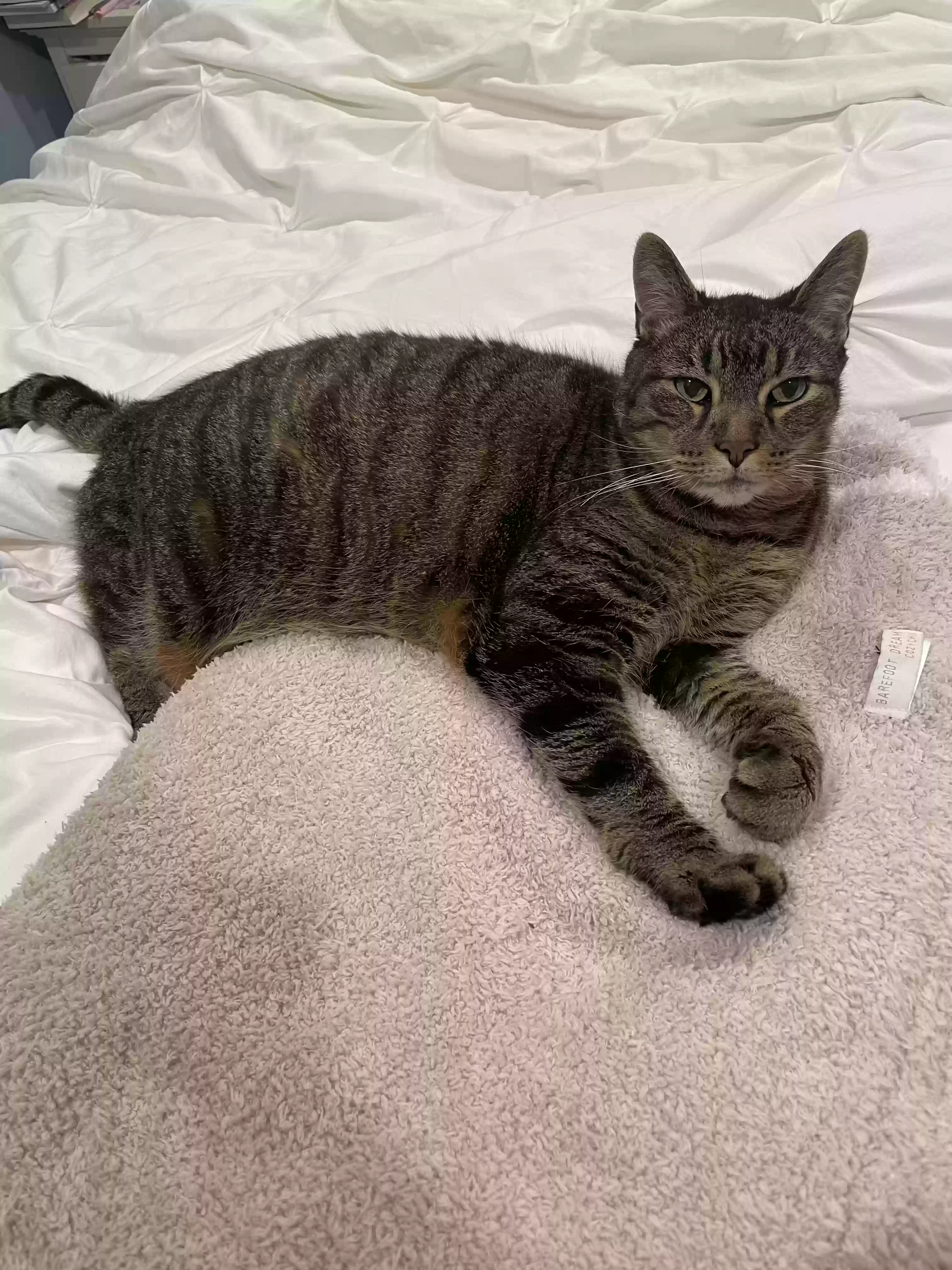 Lost cat in Saint Paul, MN, 55109