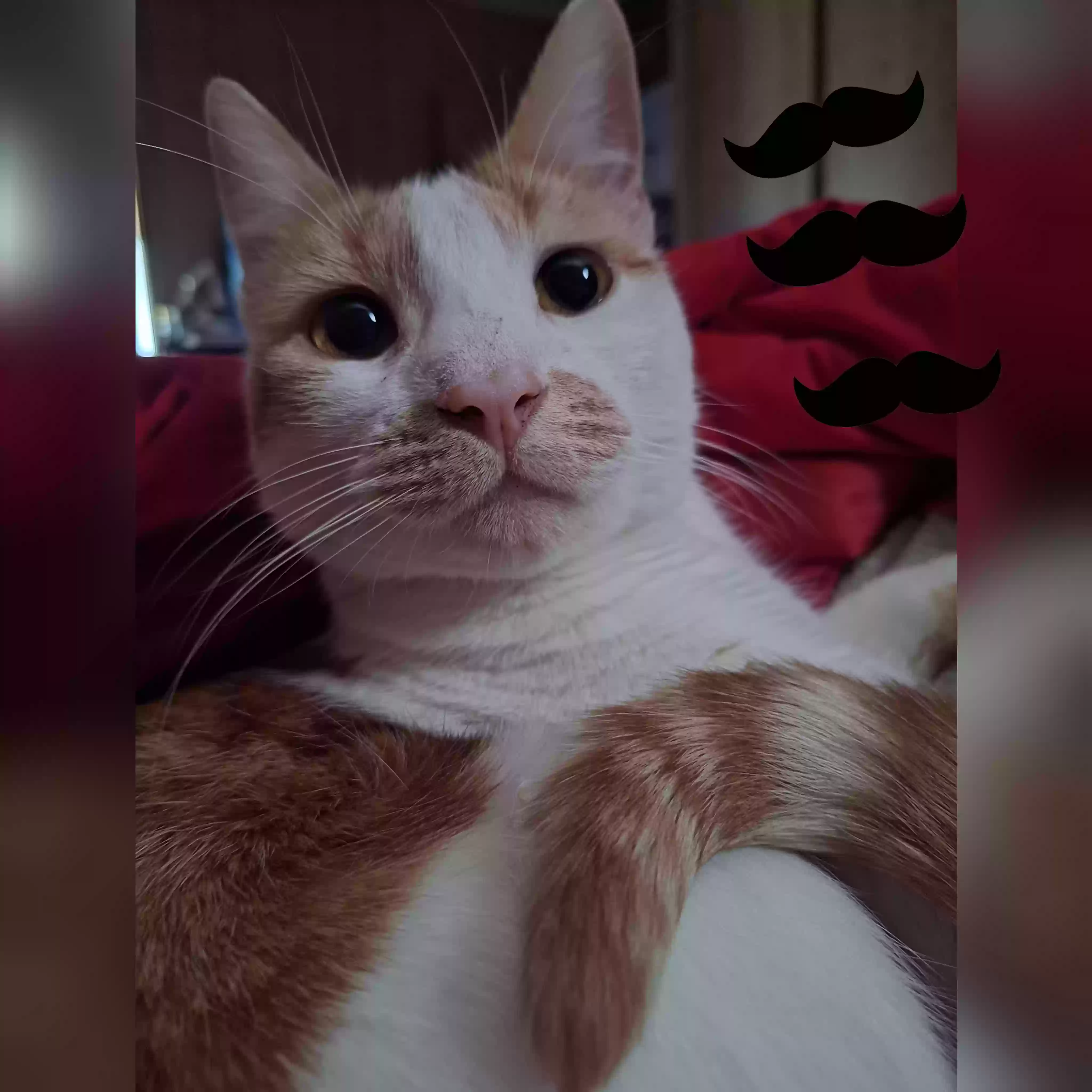 Lost cat in Victorville, CA, 92395