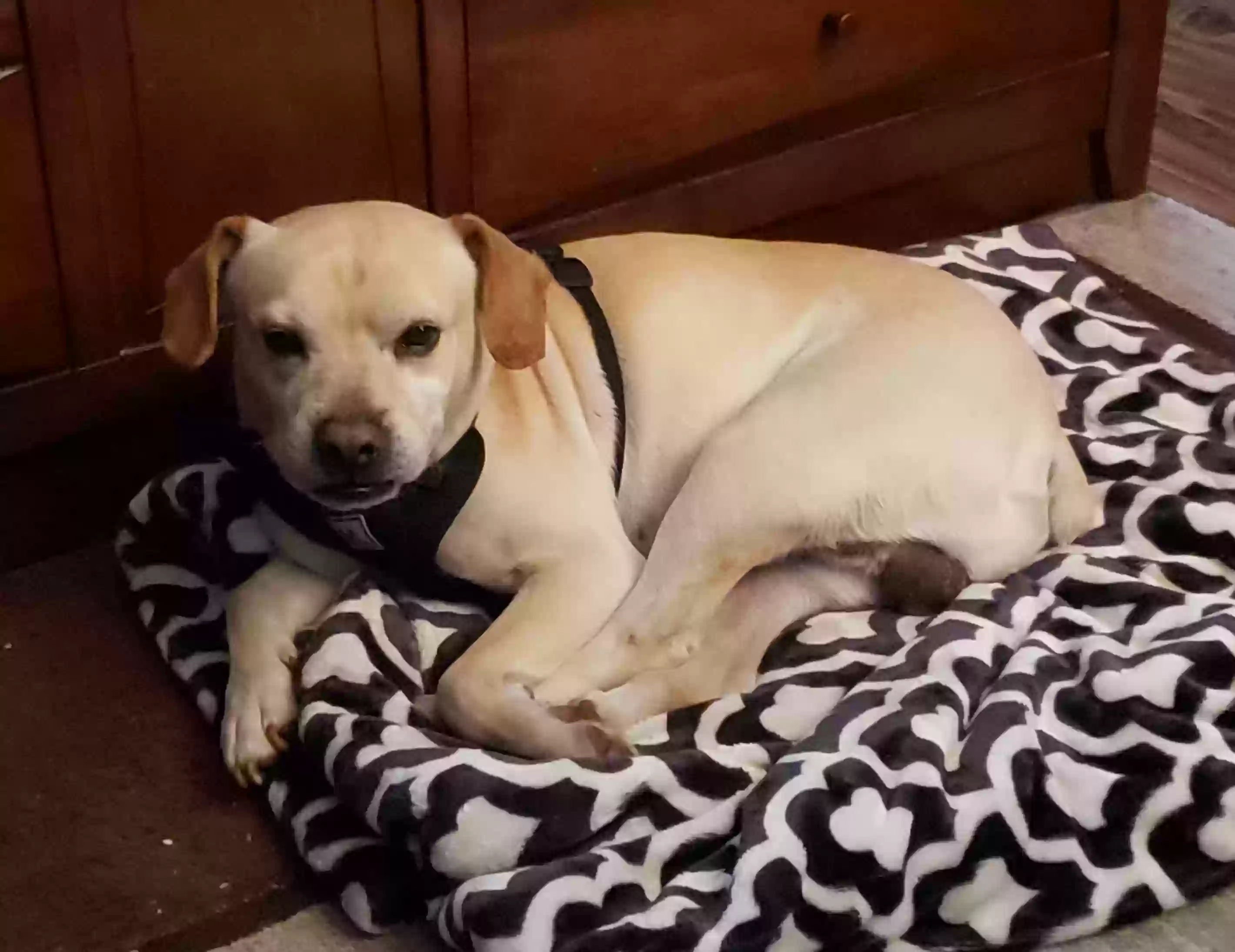 Found dog in Noble, OK, 73068