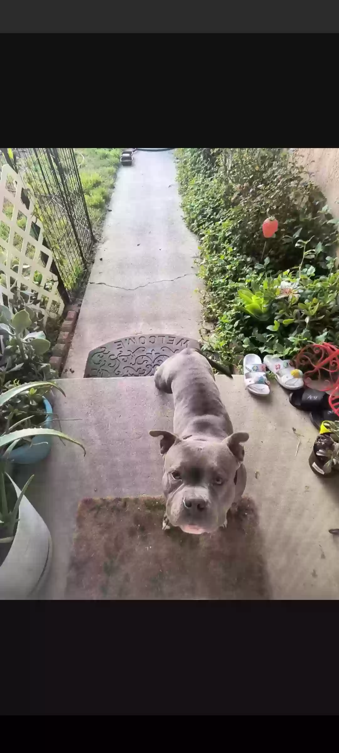 Found dog in Fontana, CA, 92336