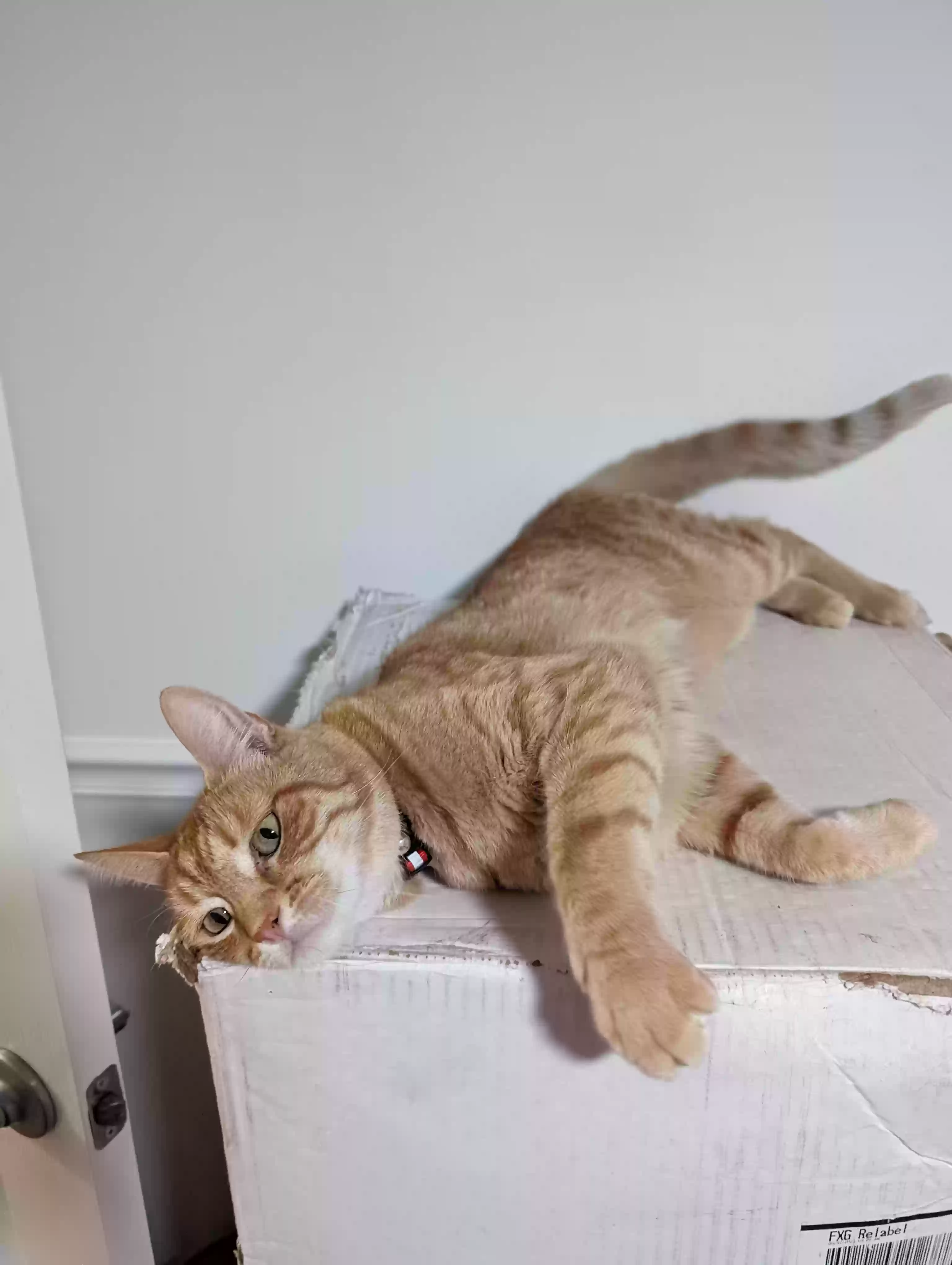 Lost cat in Greensboro, NC, 27410