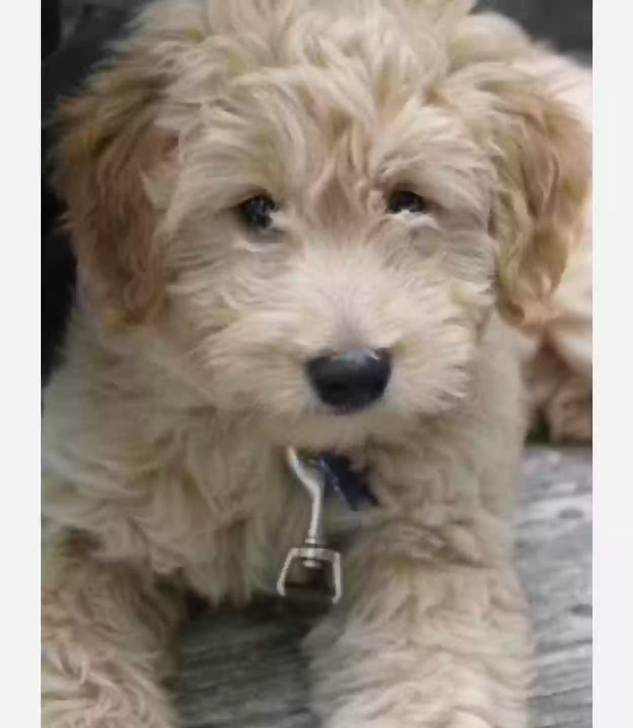 Lost dog in Corpus Christi, TX, 78415