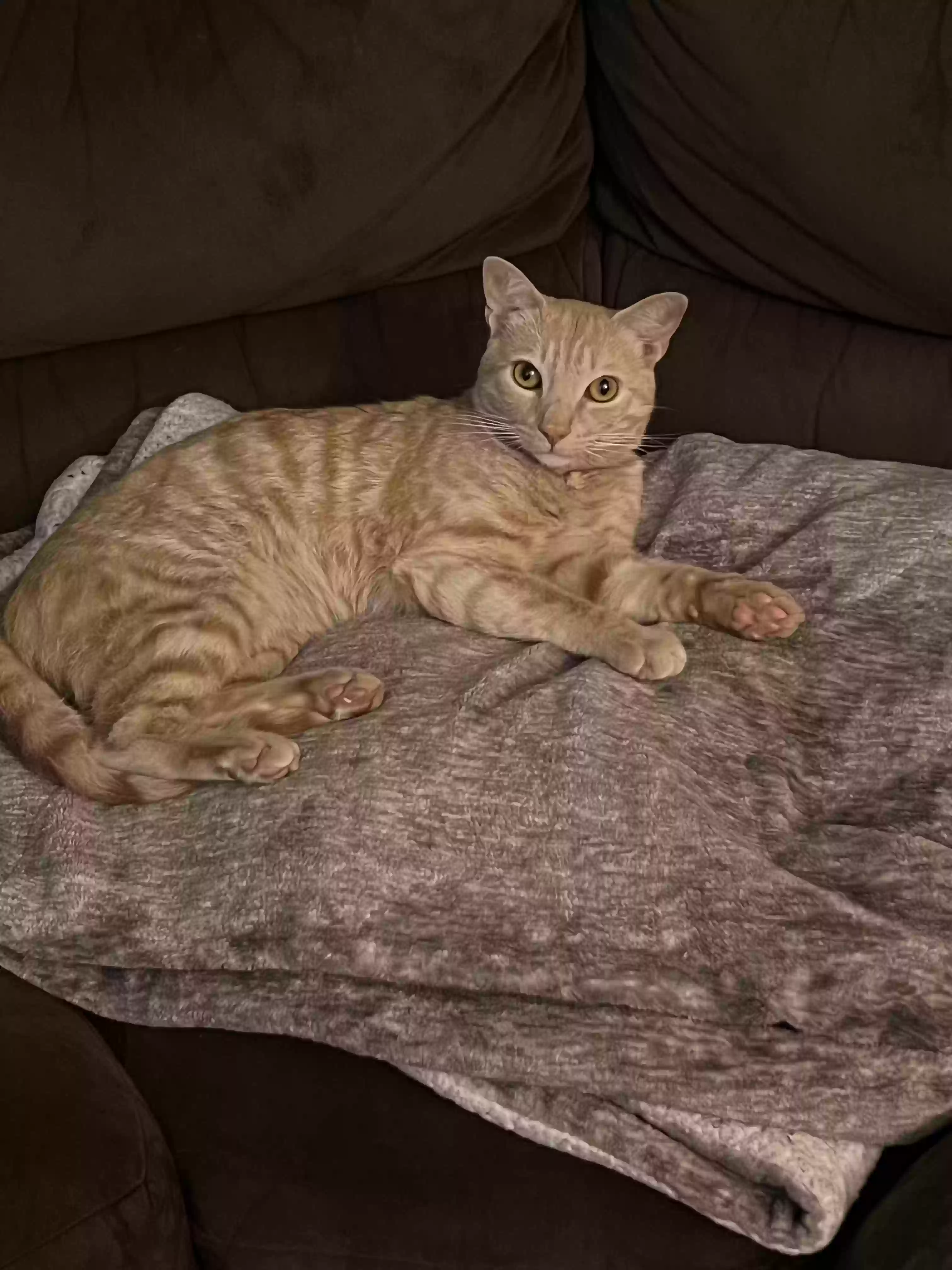 Lost cat in Pacifica, CA, 94044