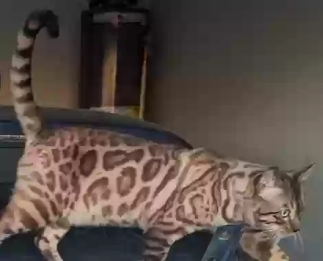 Lost cat in Liberty Hill, TX, 78642