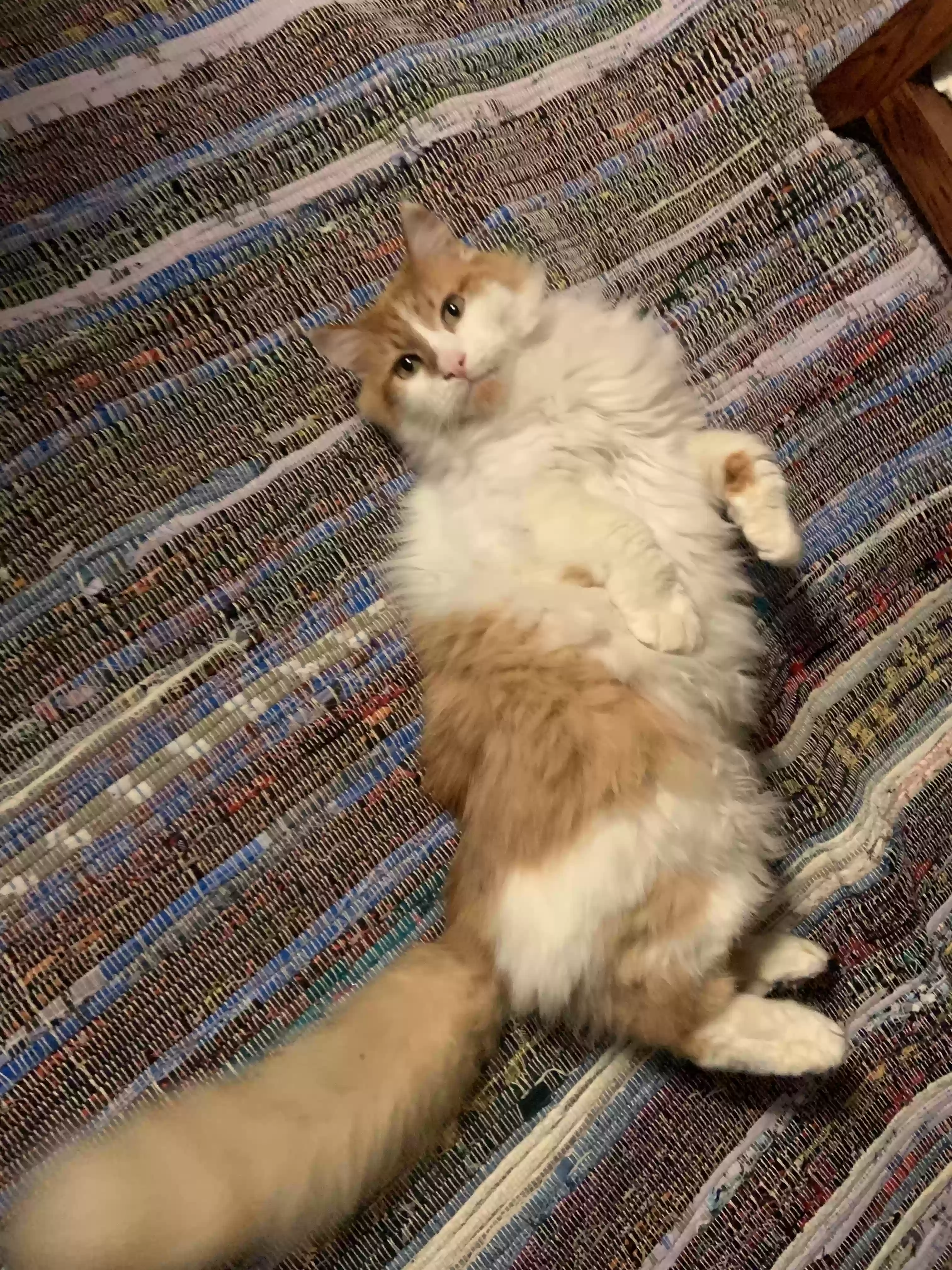 Lost cat in Folsom, CA, 95630