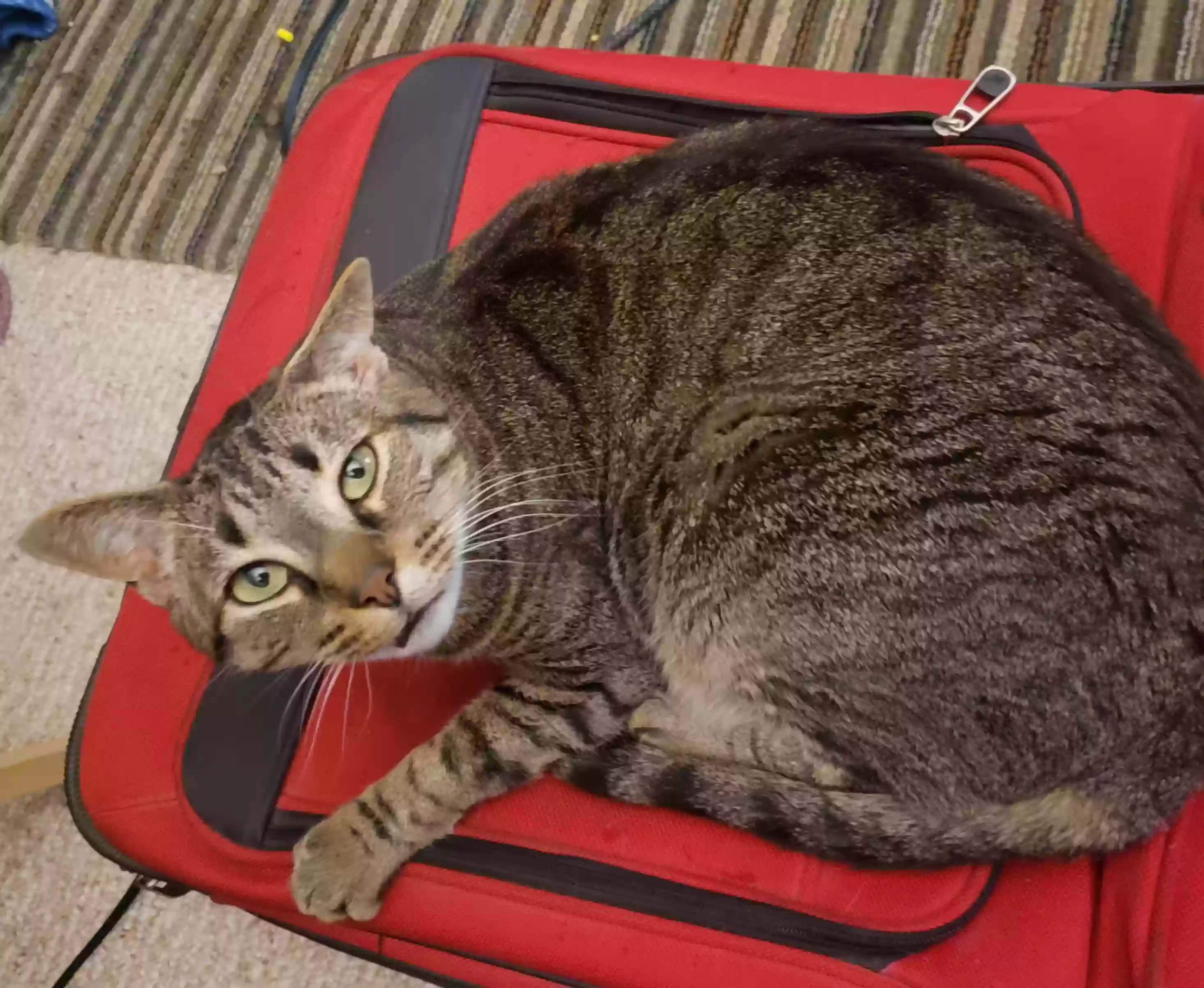Lost cat in Delray Beach, FL, 33484
