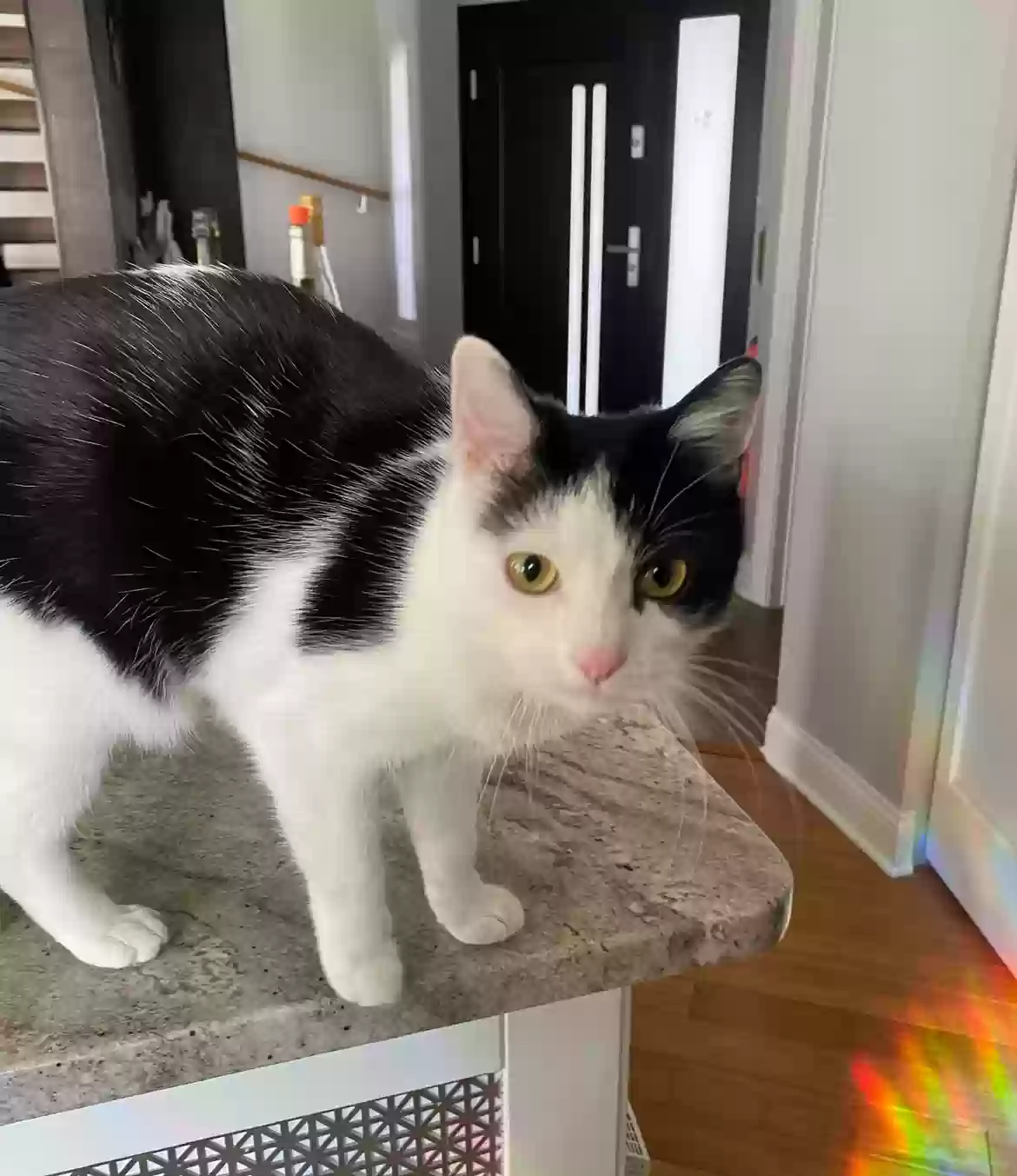 Lost cat in Lake In The Hills, IL, 60156