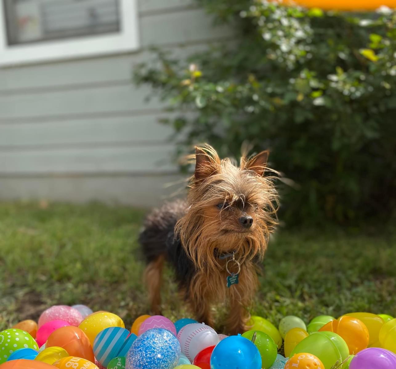 Lost dog in Burnet, TX, 78611